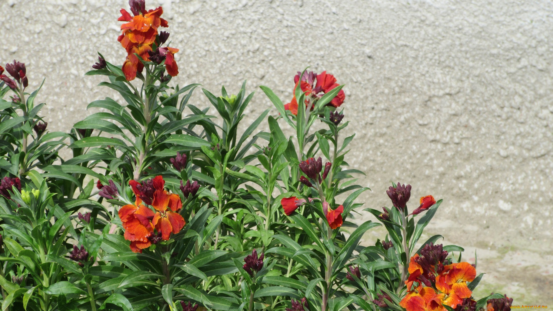 цветы, весна, 2018