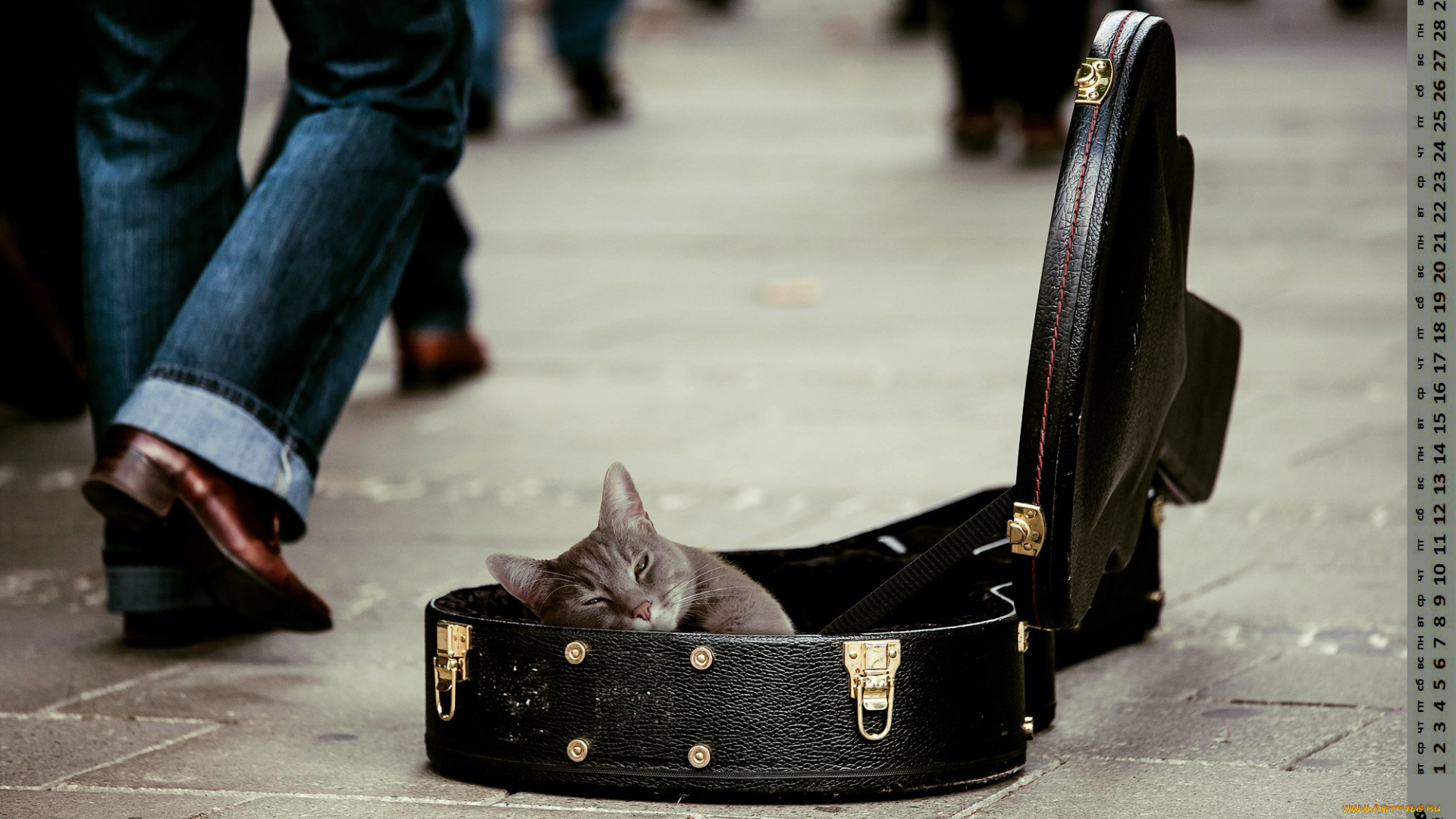 календари, животные, футляр, кошка, взгляд