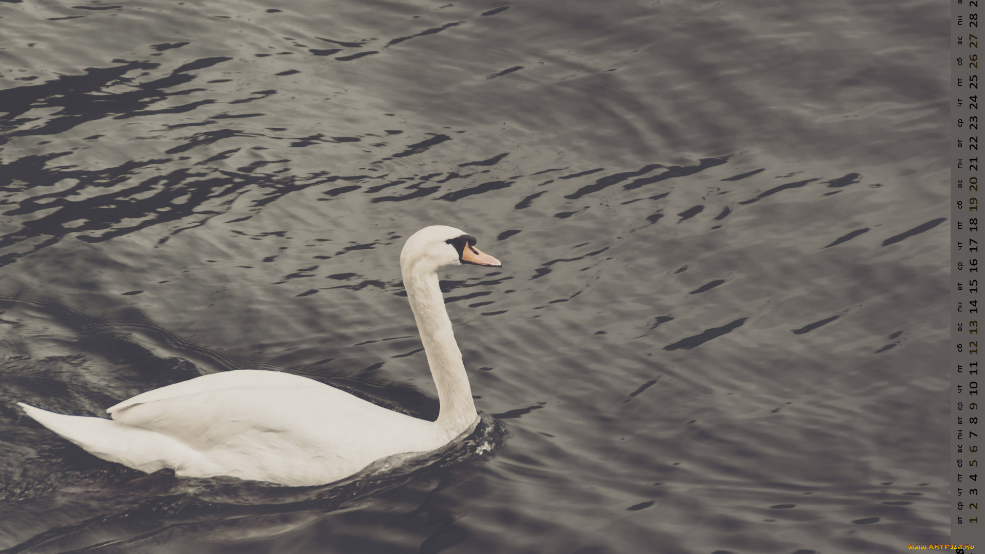 календари, животные, лебедь, водоем