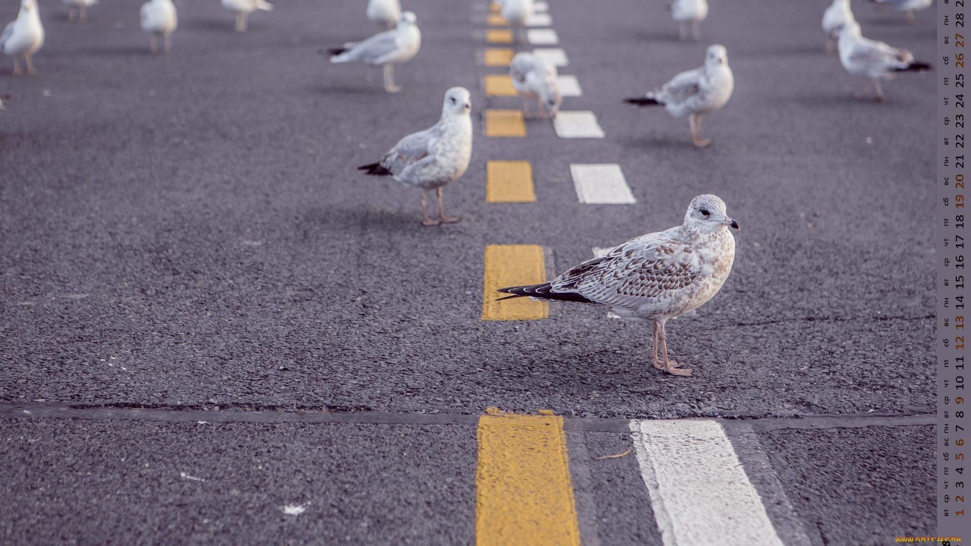 календари, животные, птица, дорога