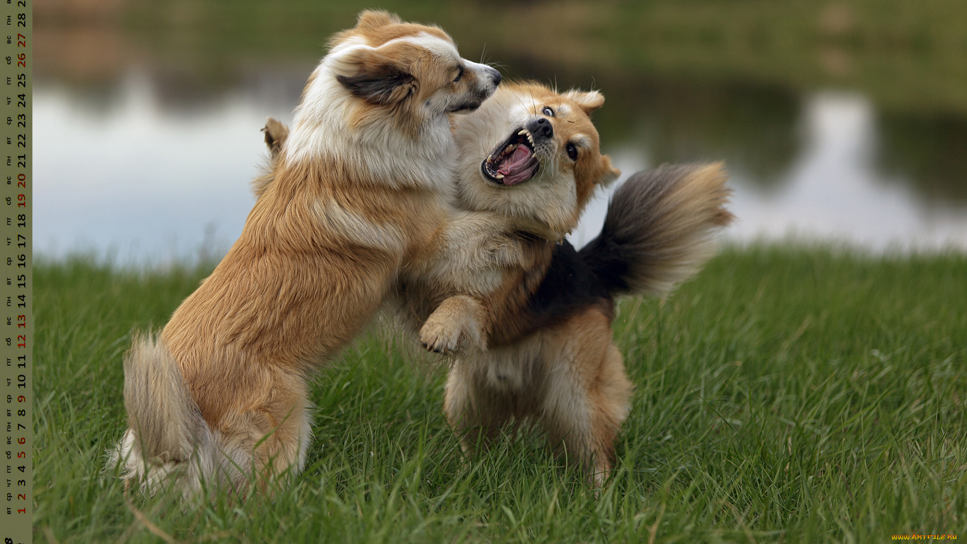 календари, животные, растения, собака, двое