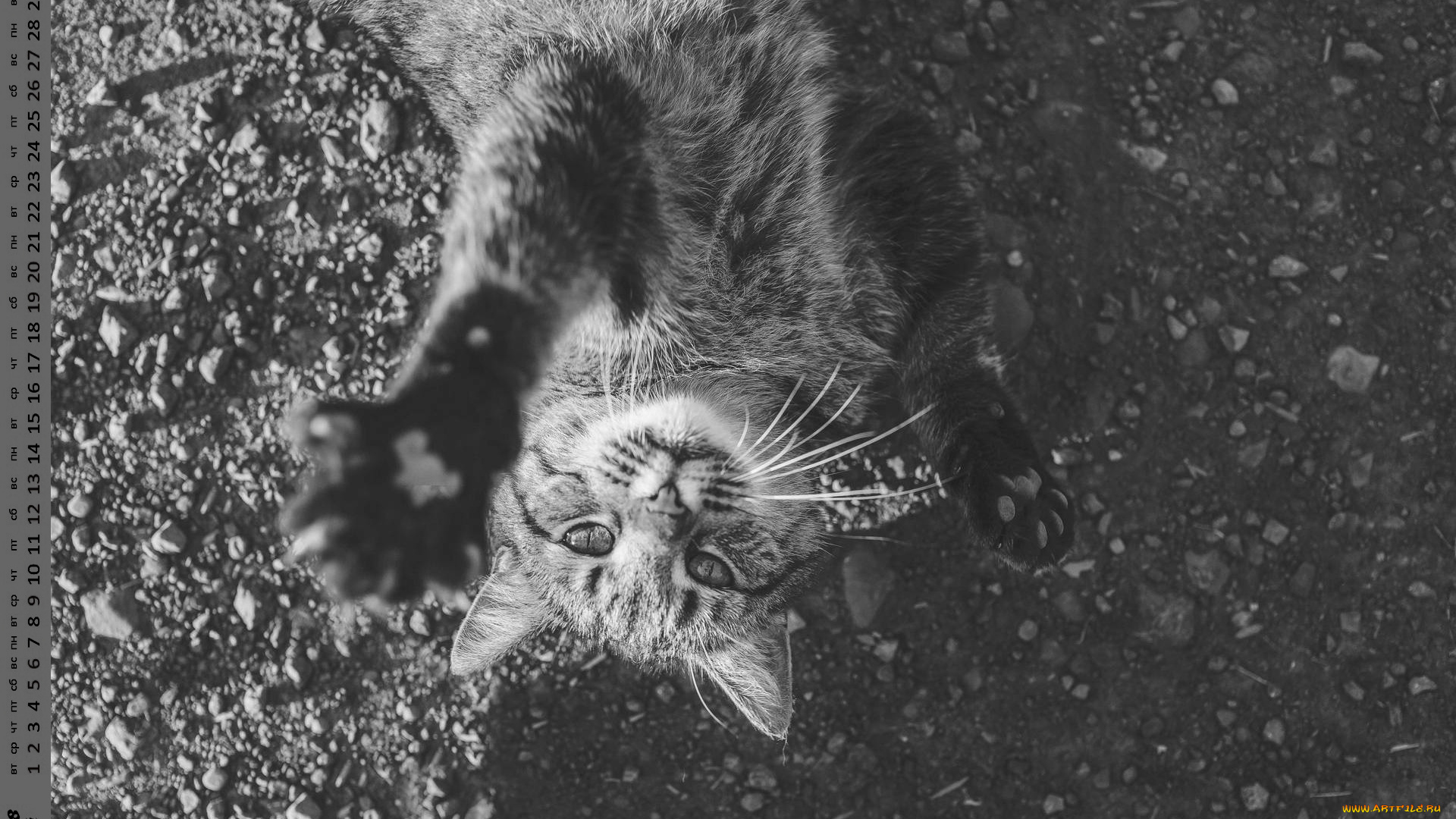 календари, животные, взгляд, кошка