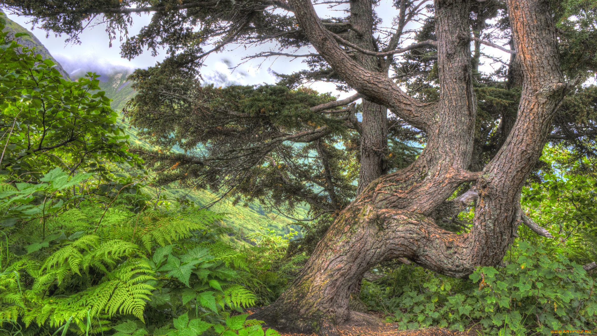 природа, деревья, простор