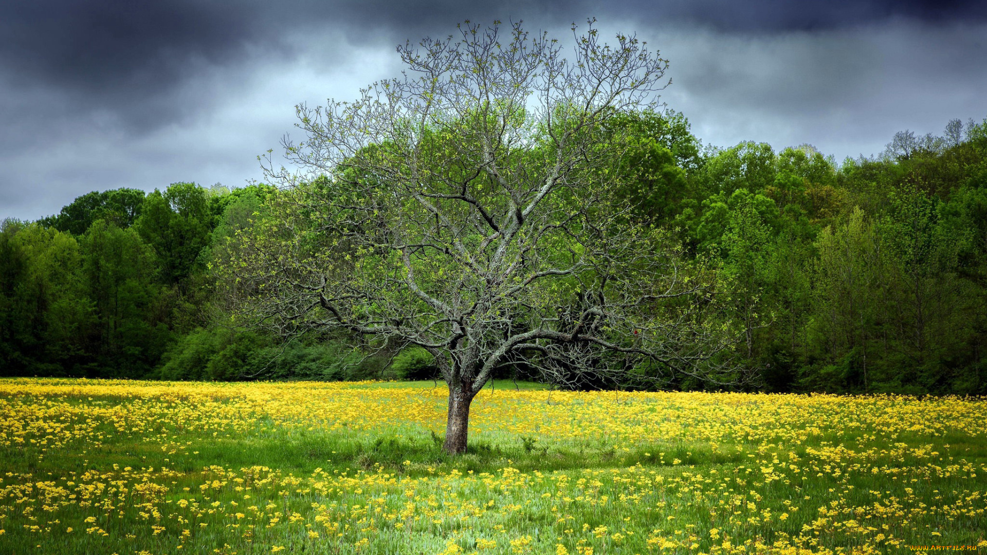 природа, луга, луг, весна, дерево, одуванчики