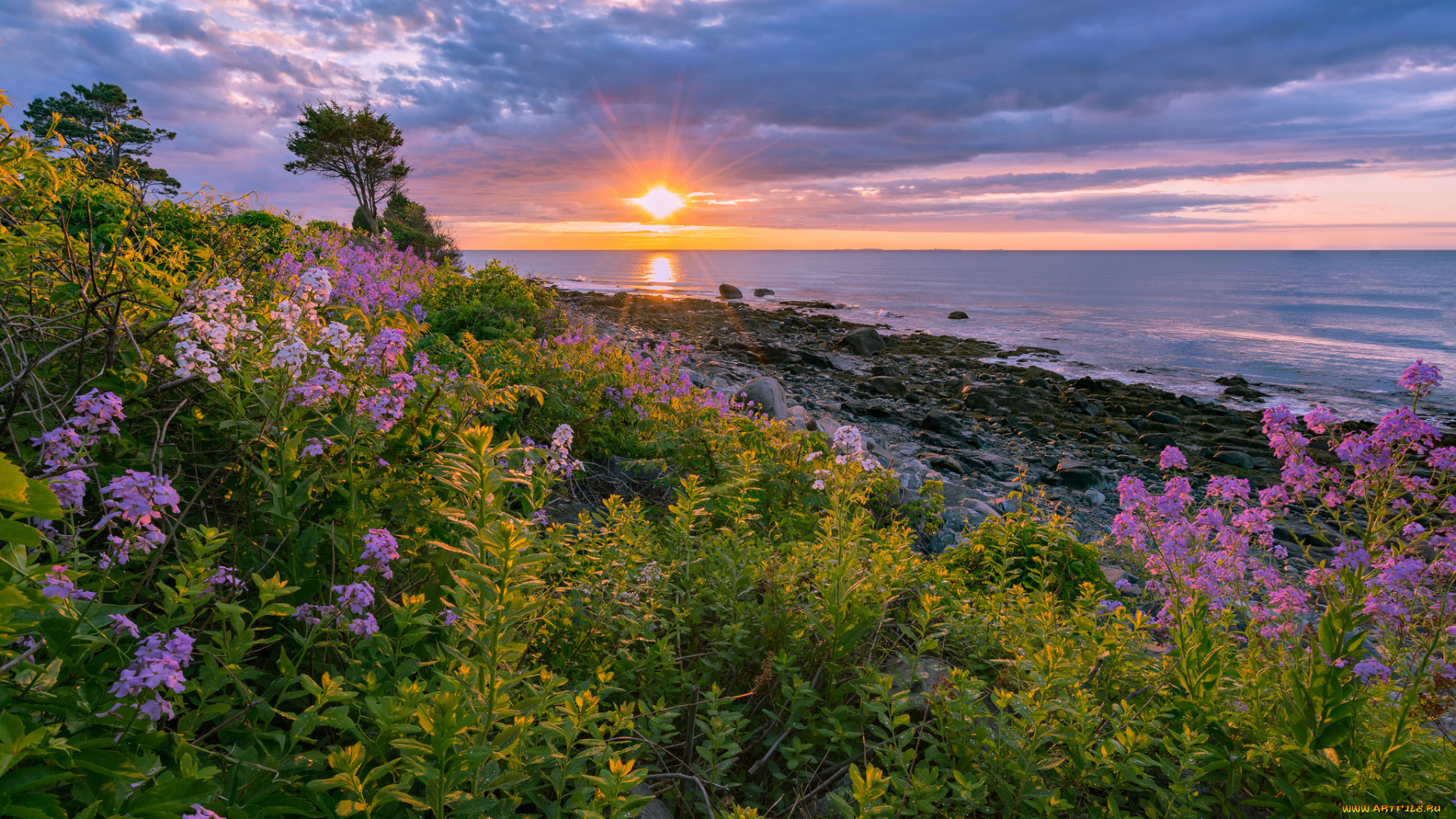 природа, луга, простор