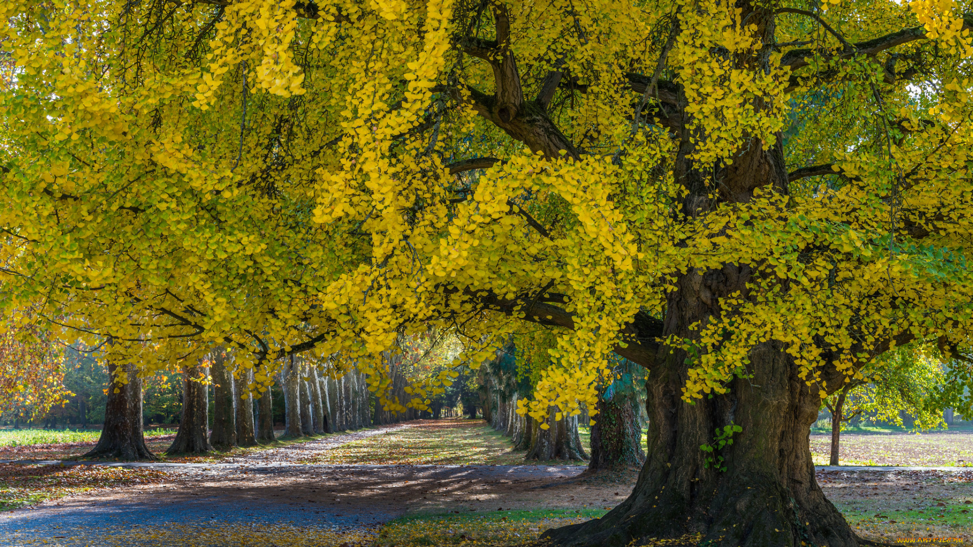 природа, парк, простор