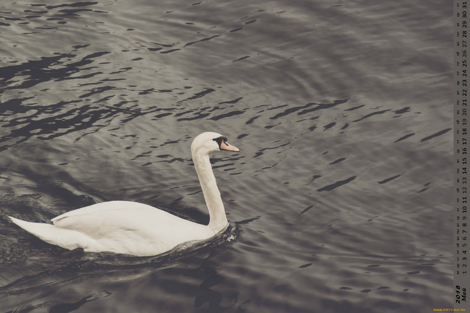 календари, животные, лебедь, водоем