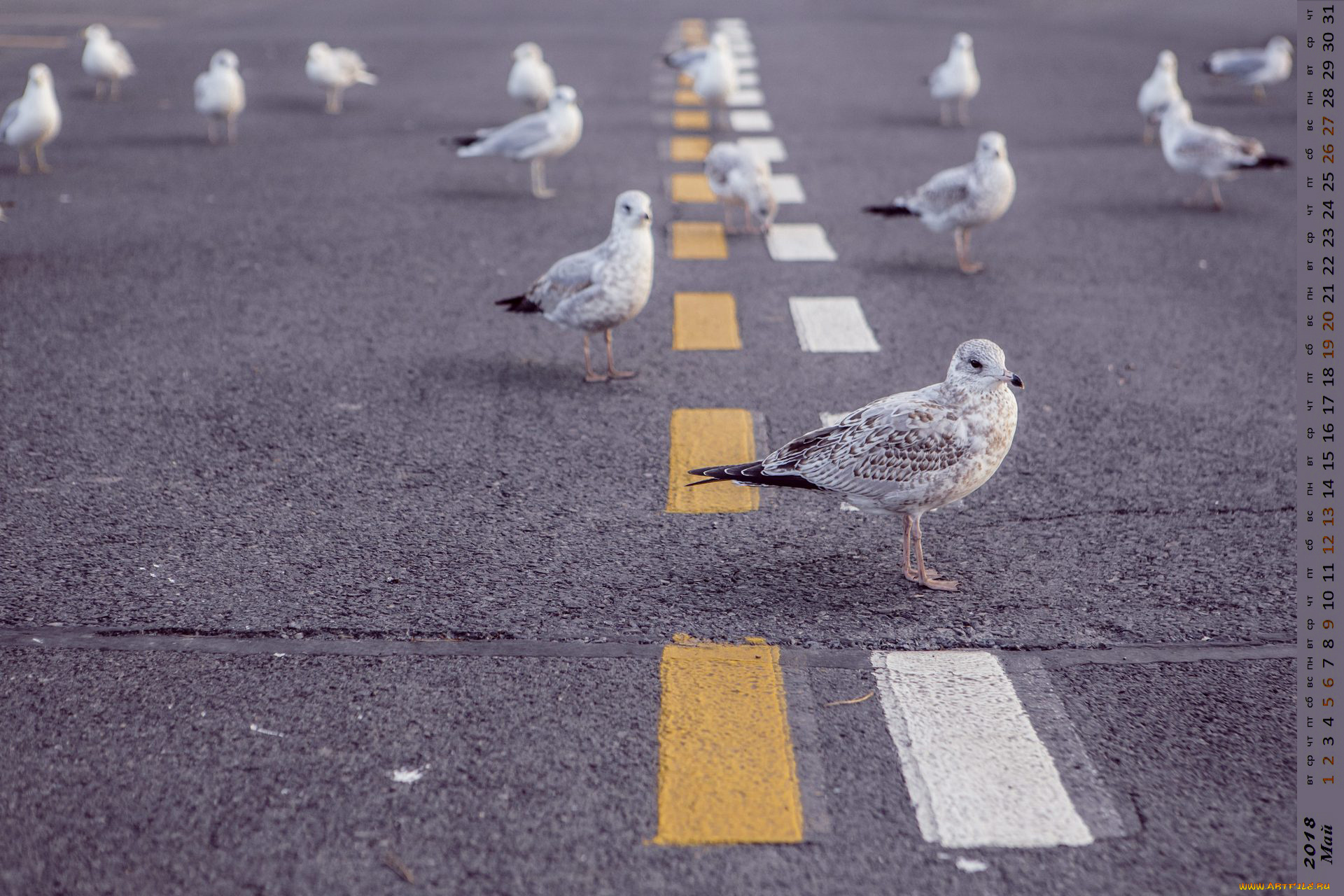 календари, животные, птица, дорога