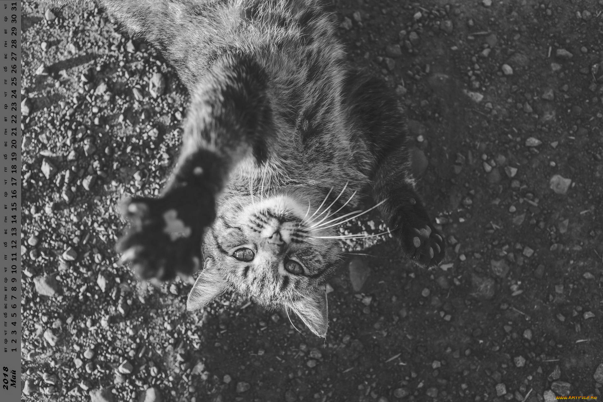 календари, животные, взгляд, кошка