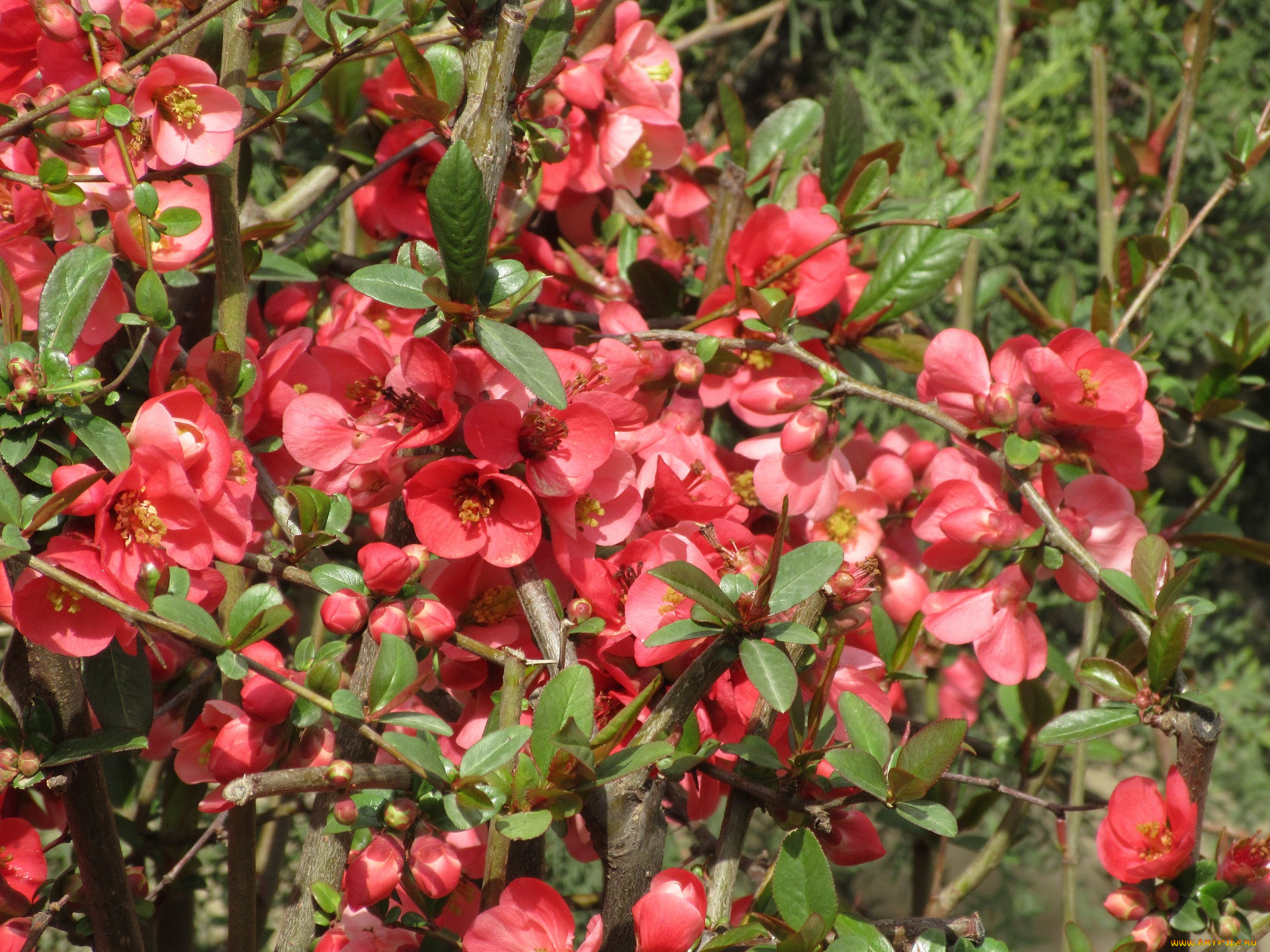 цветы, айва, весна, 2018