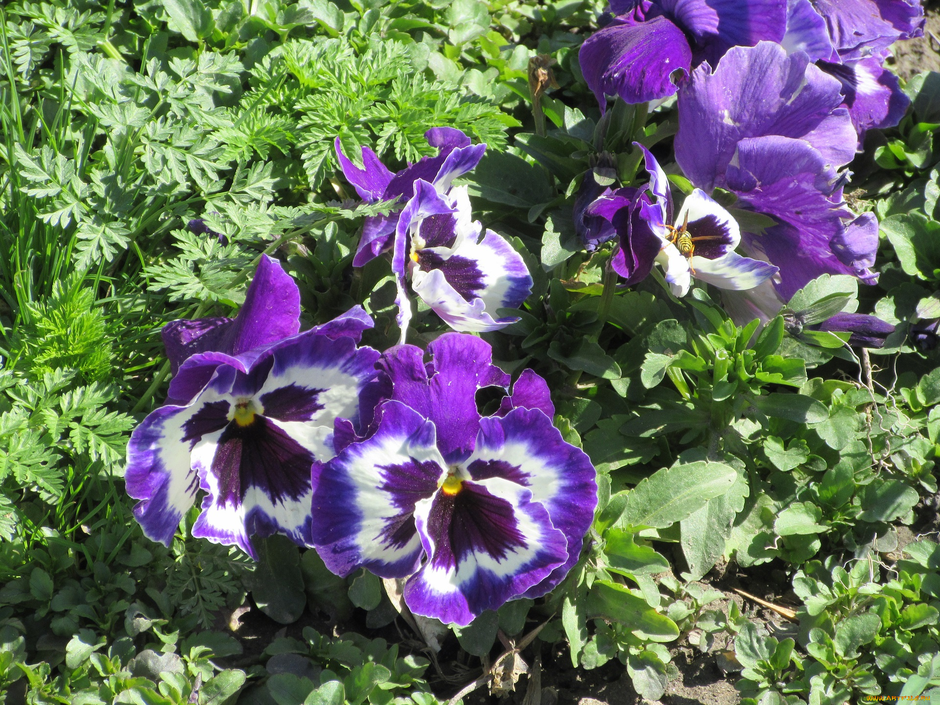 цветы, анютины, глазки, , садовые, фиалки, весна, 2018