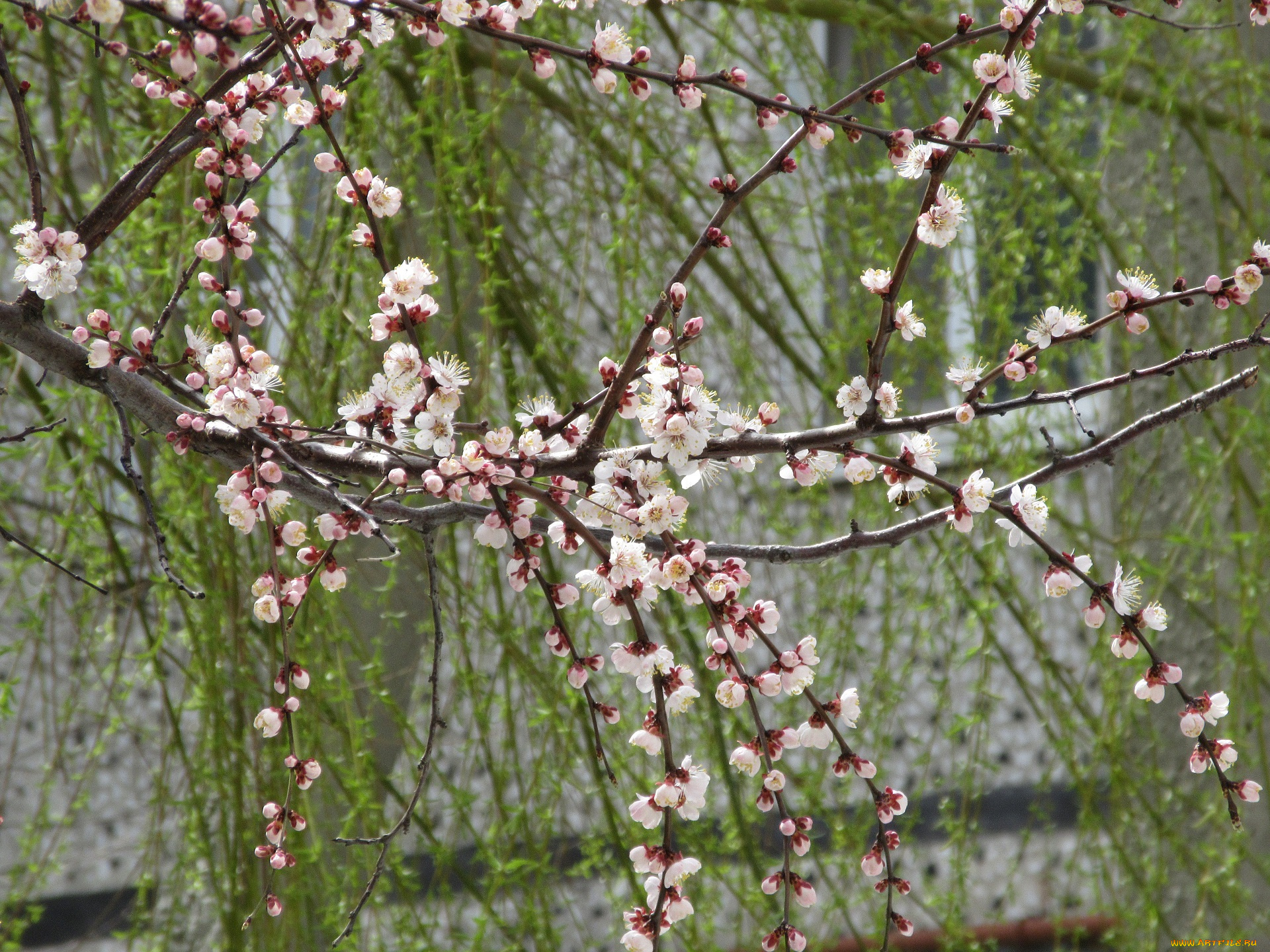 цветы, цветущие, деревья, , , кустарники, весна, 2018