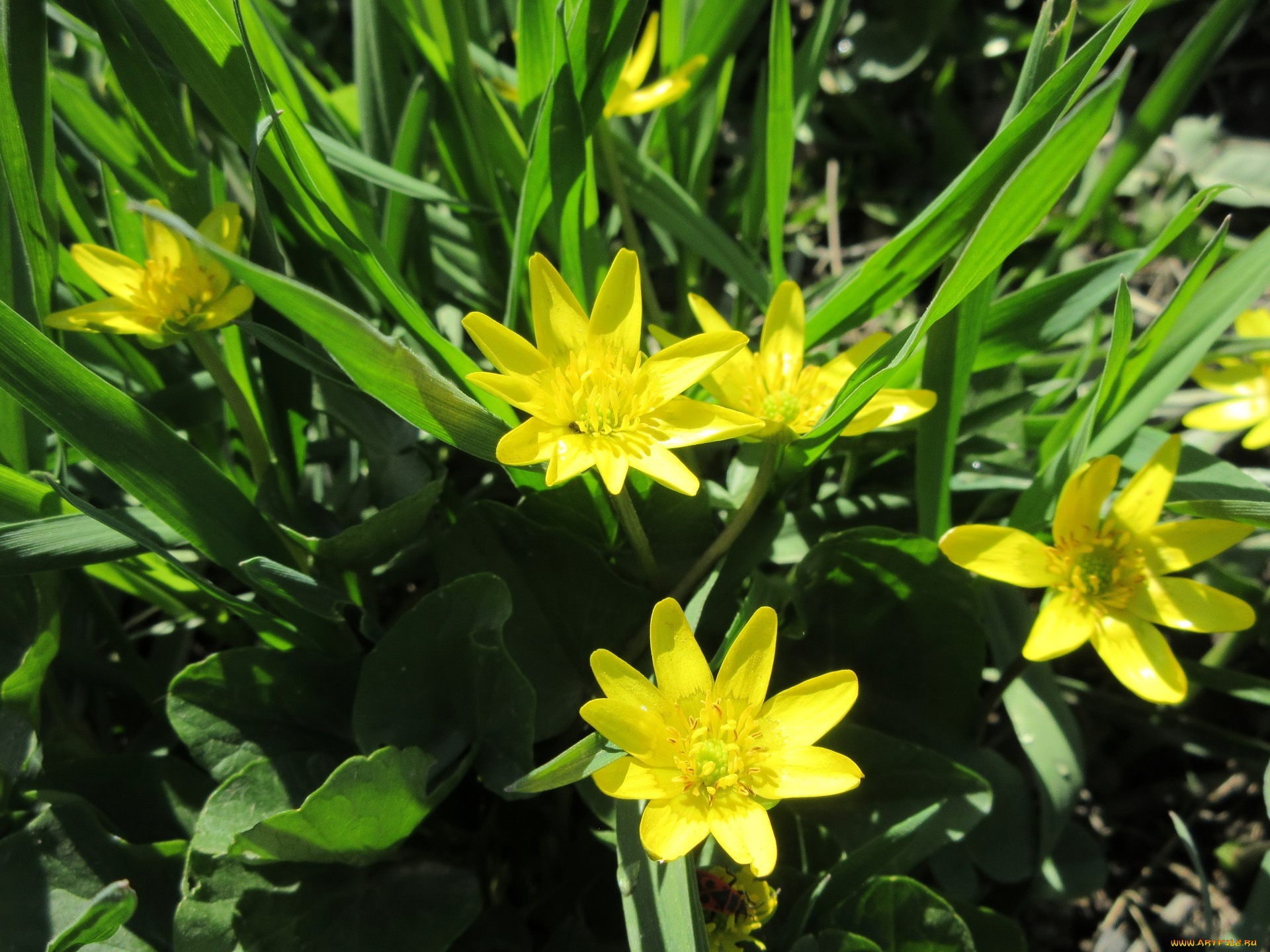 цветы, луговые, , полевые, , цветы, весна, 2018