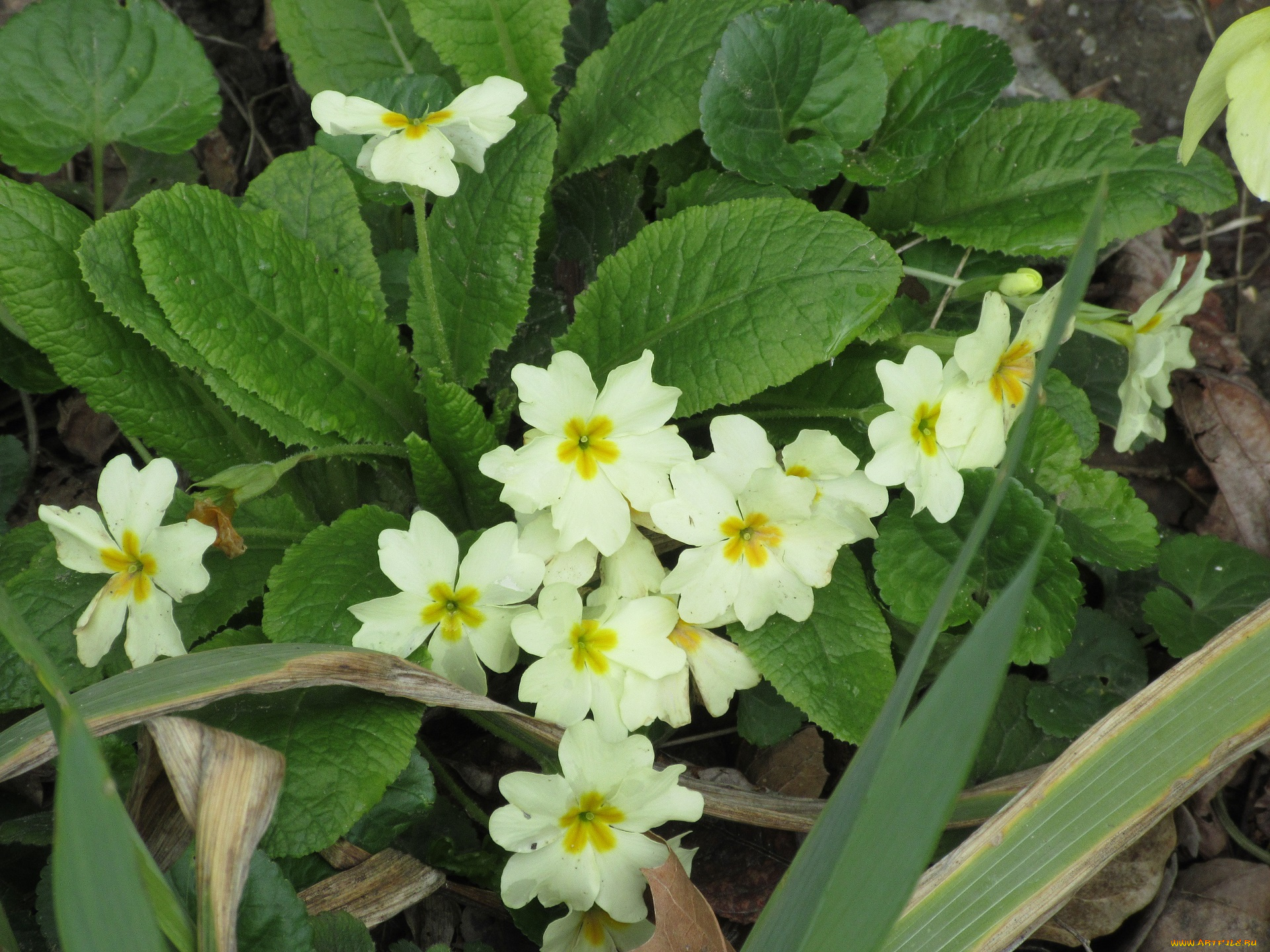цветы, примулы, весна, 2018