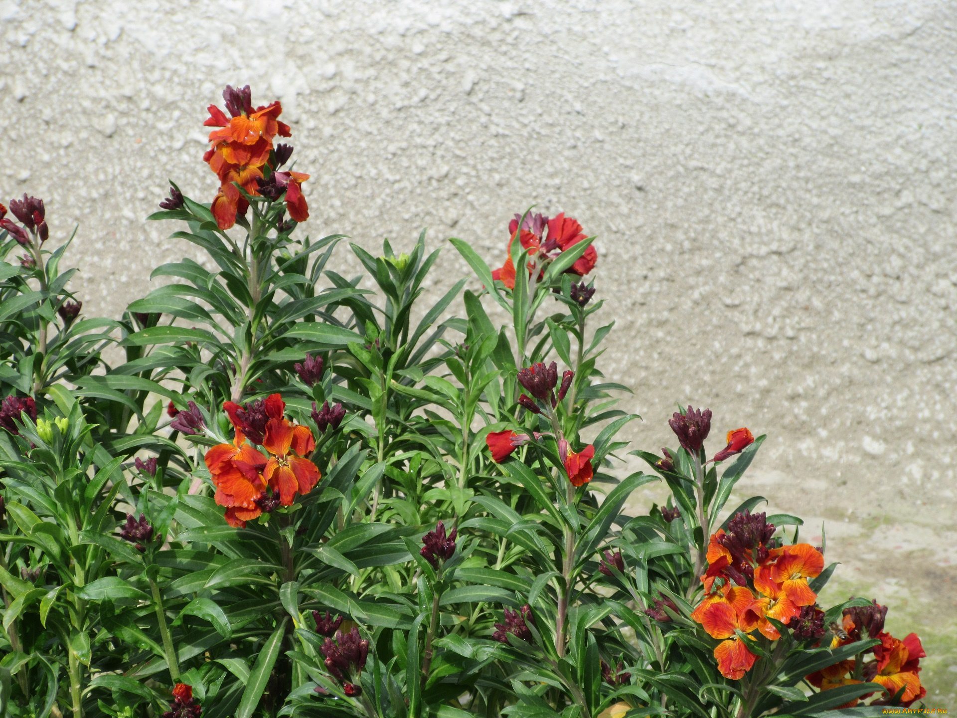 цветы, весна, 2018