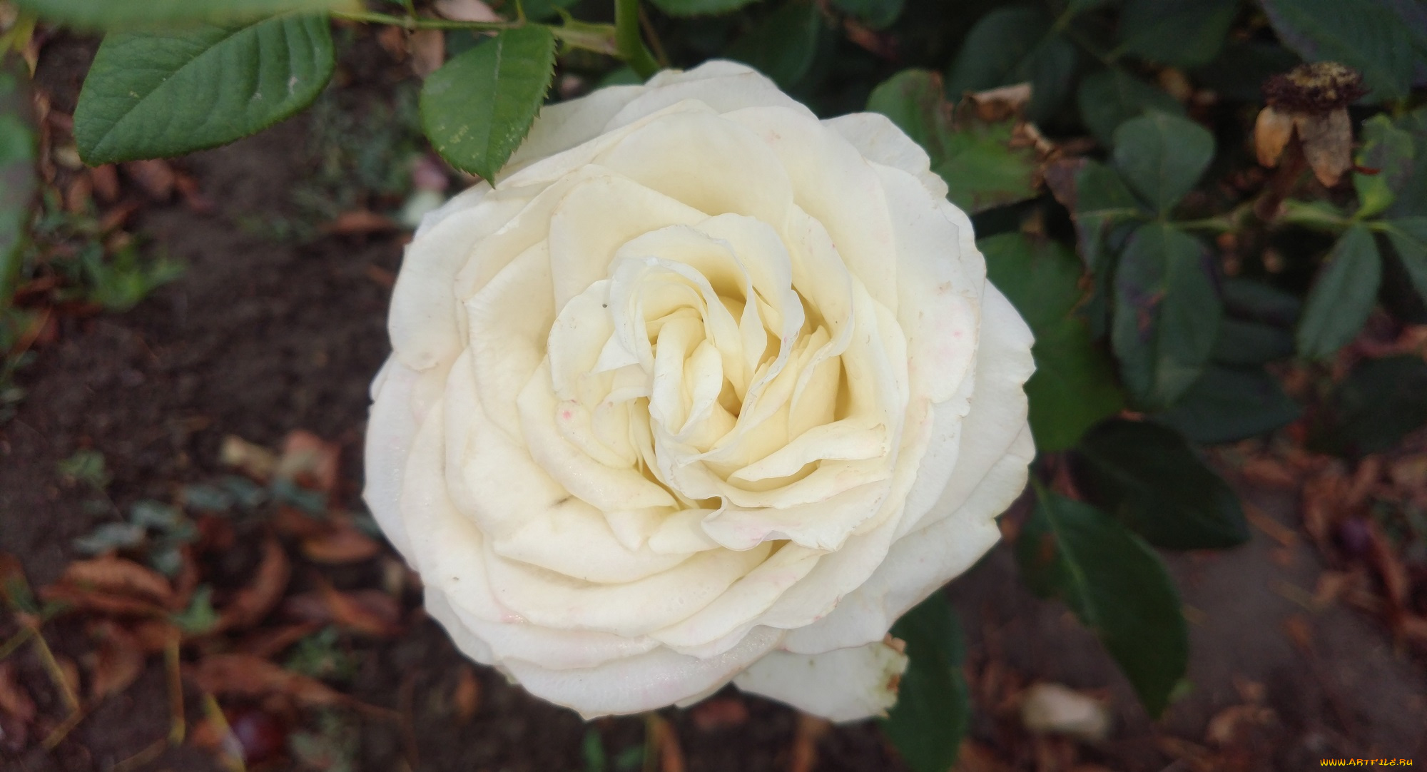 цветы, розы, белая