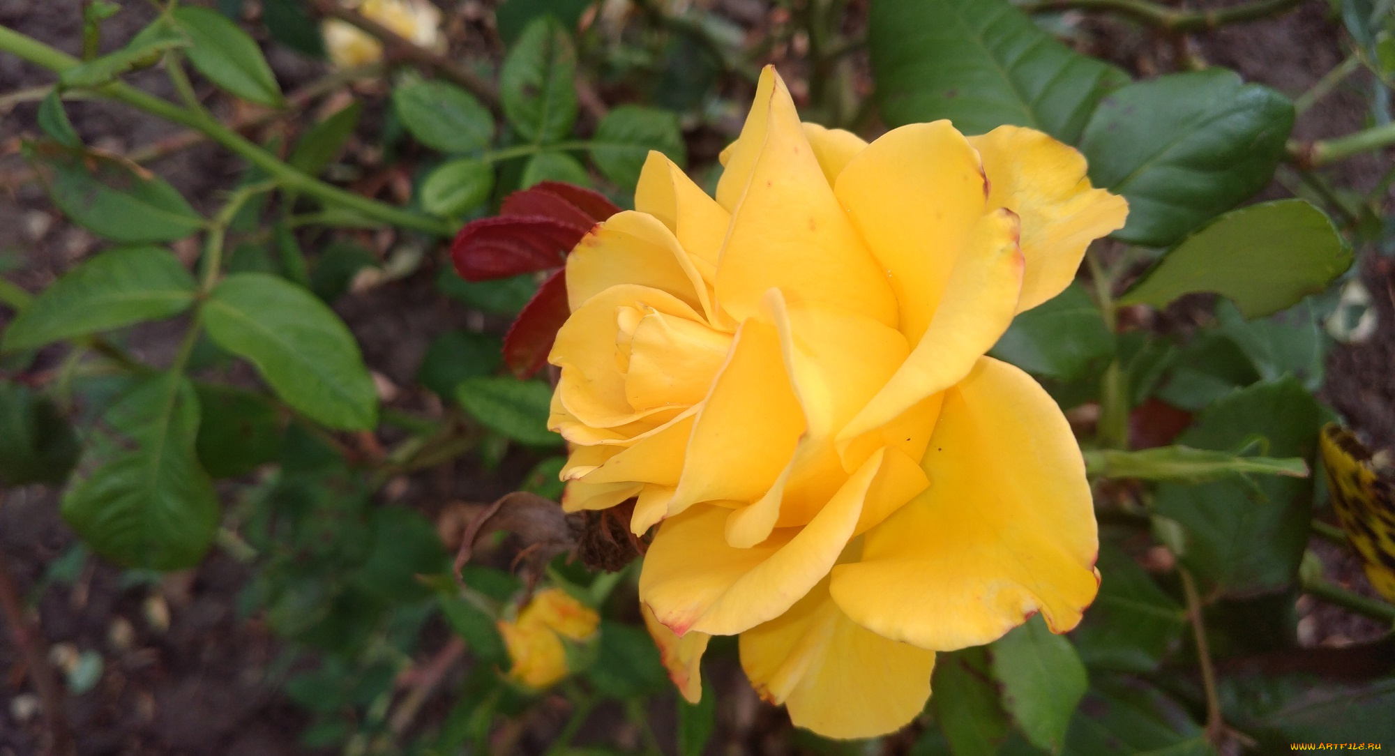 цветы, розы, жёлтая