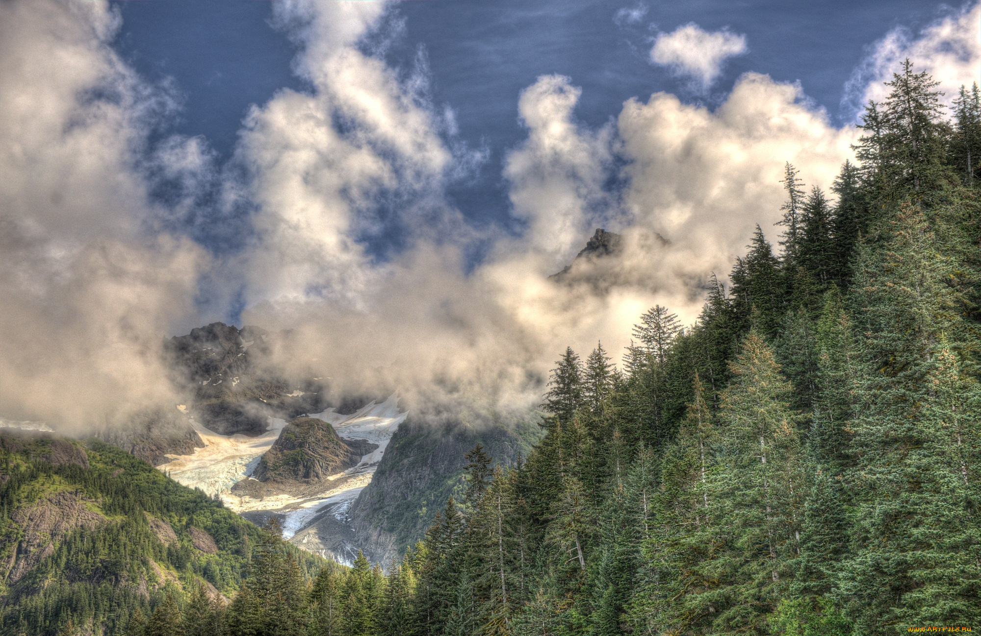 природа, лес, простор