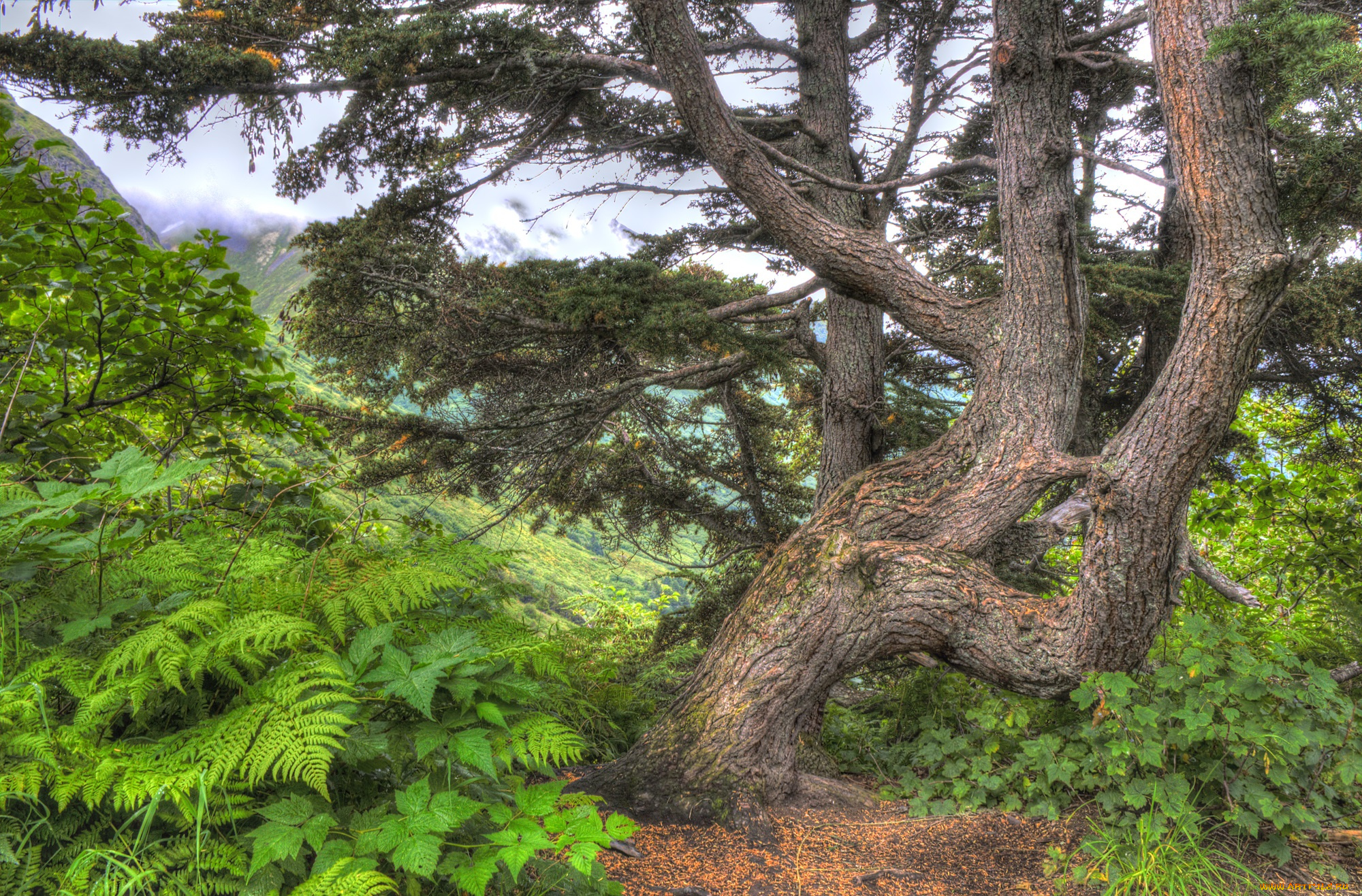 природа, деревья, простор