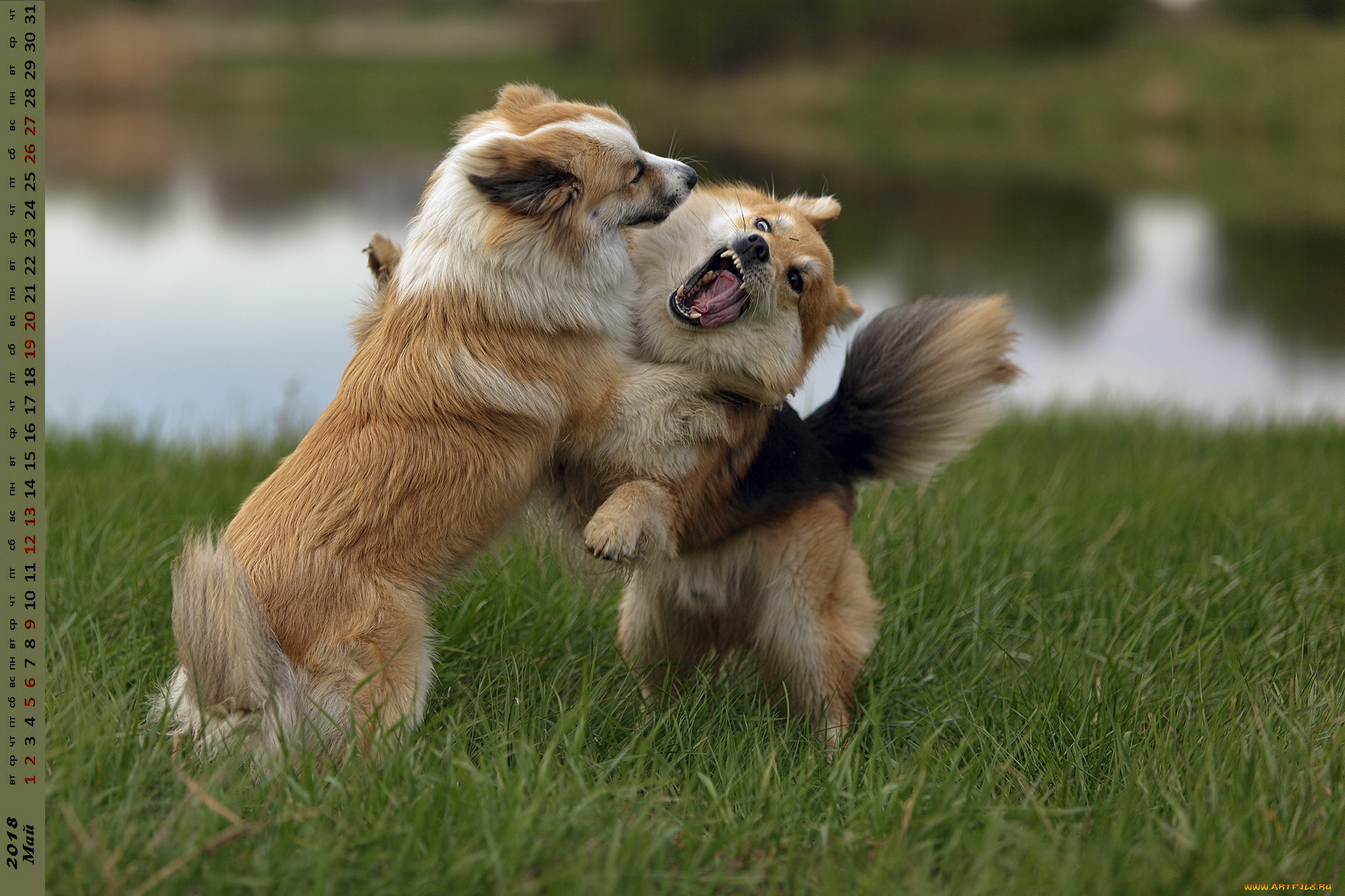 календари, животные, растения, собака, двое