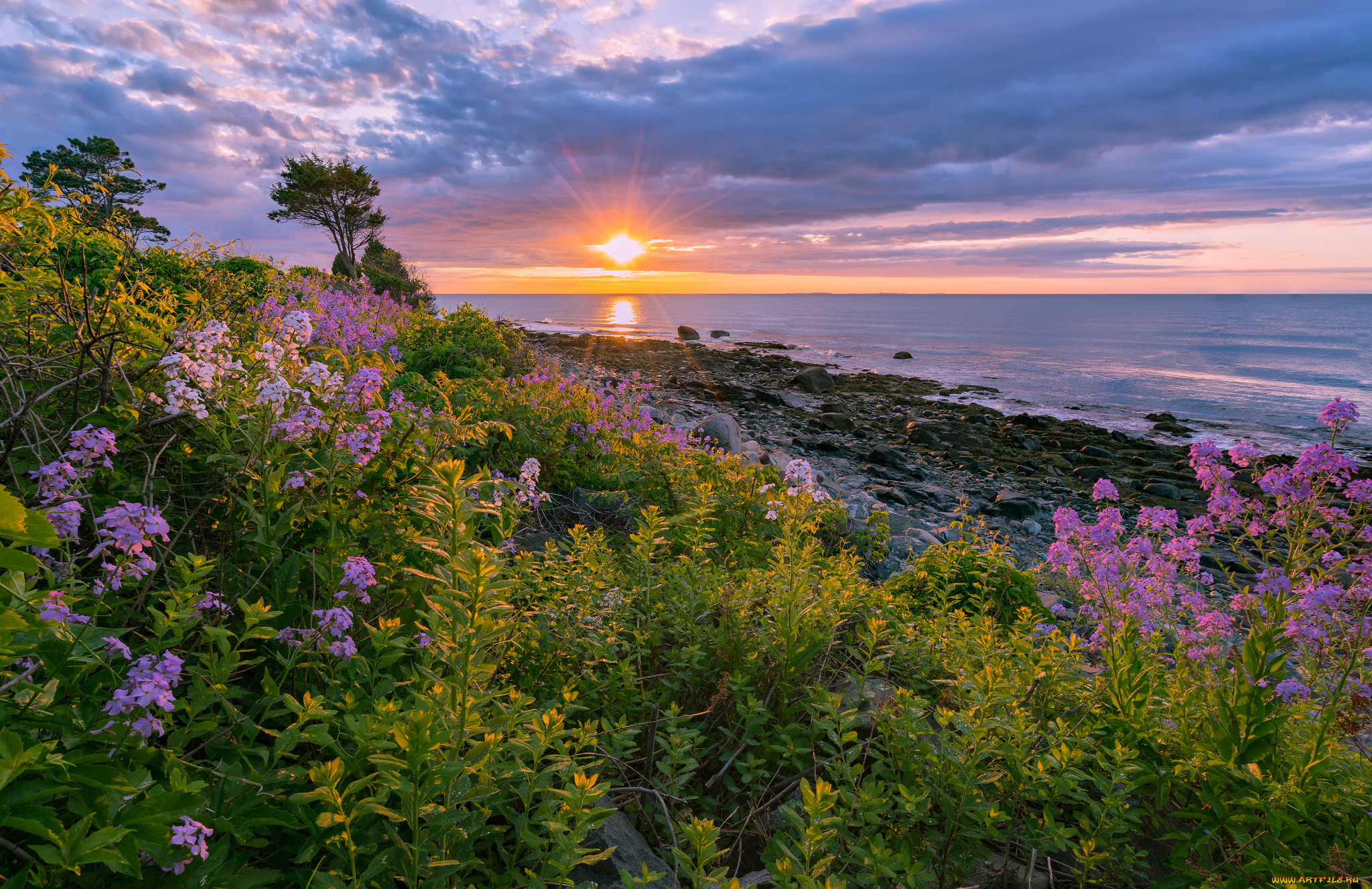 природа, луга, простор