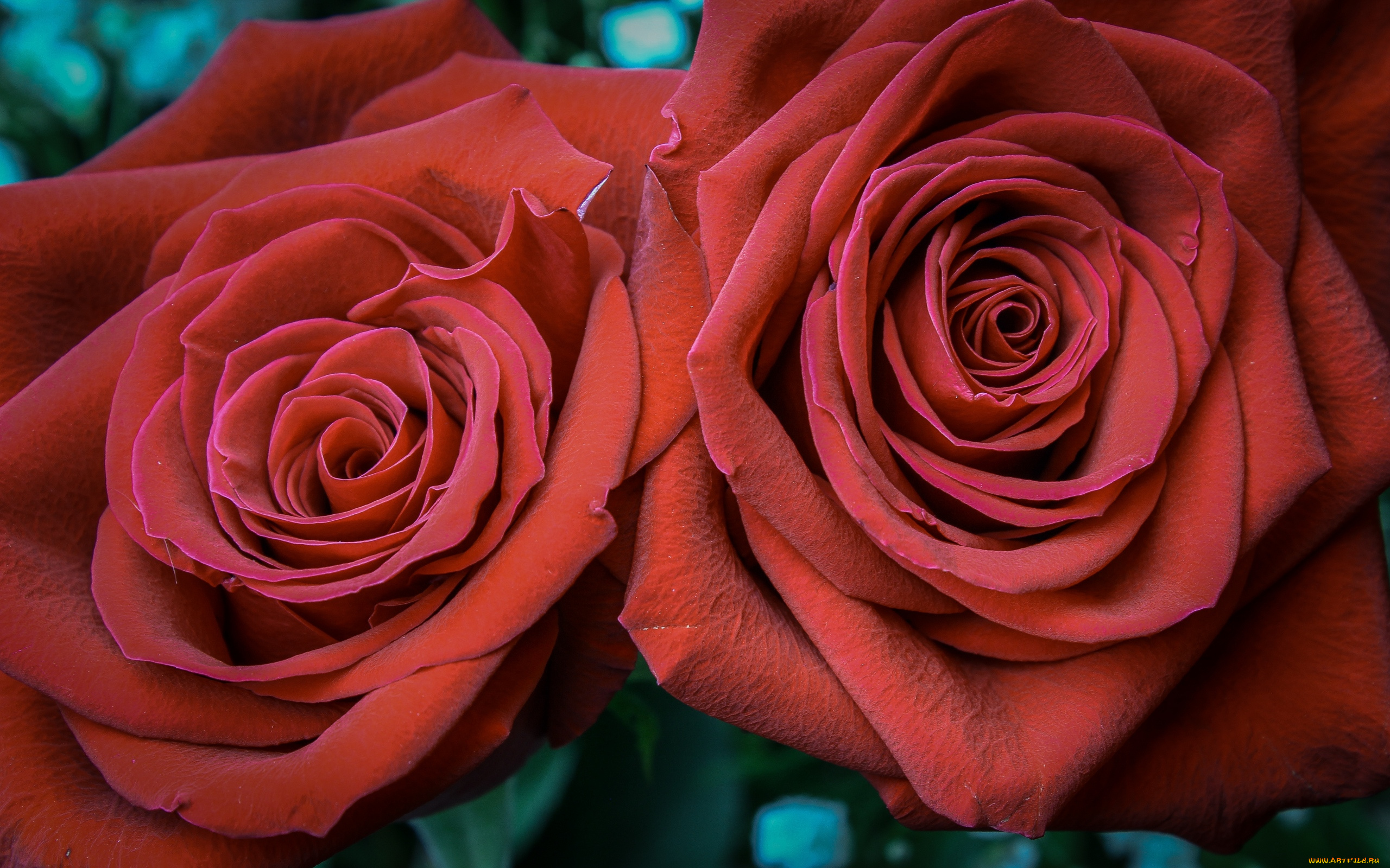 цветы, розы, дуэт