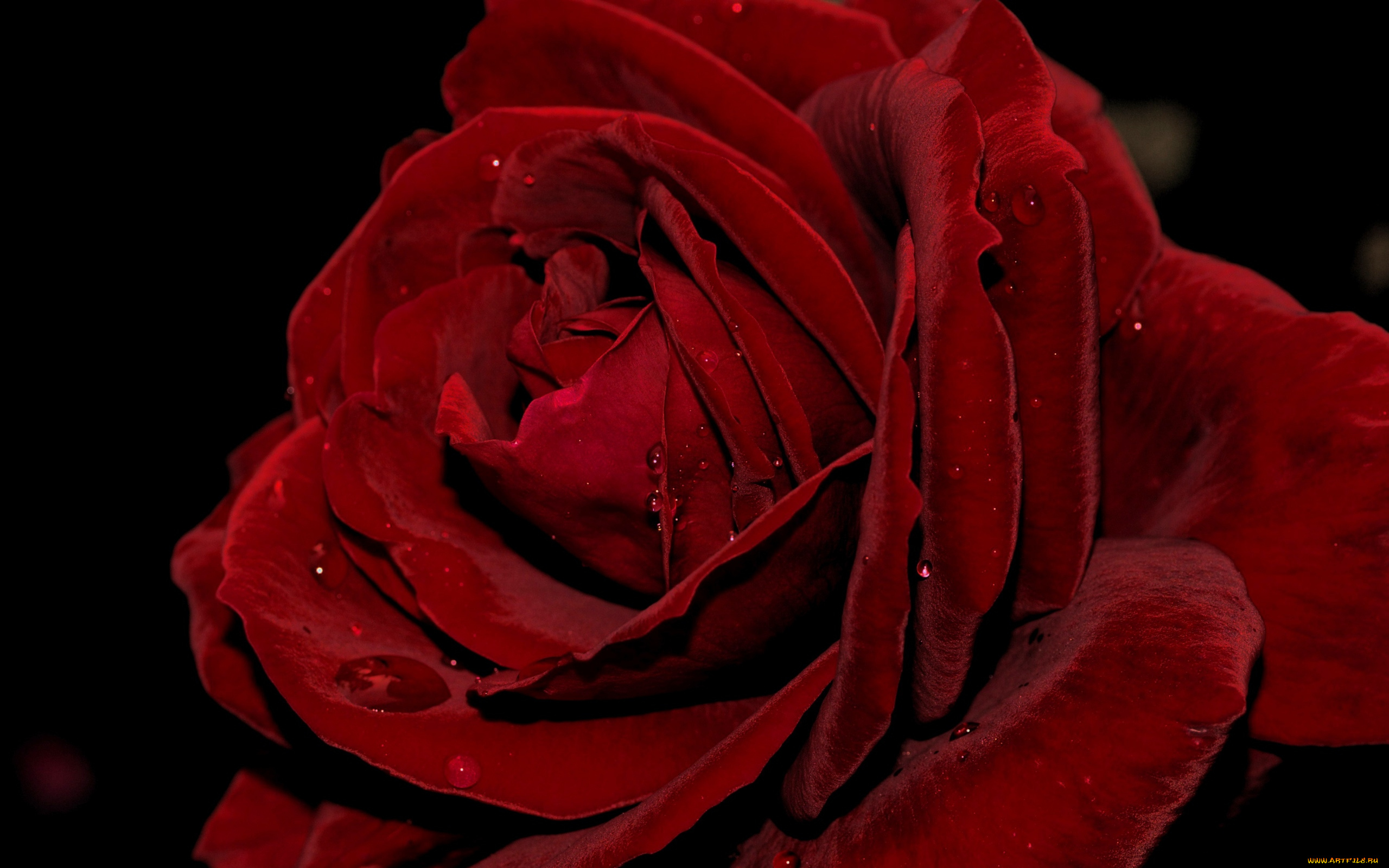 цветы, розы, макро