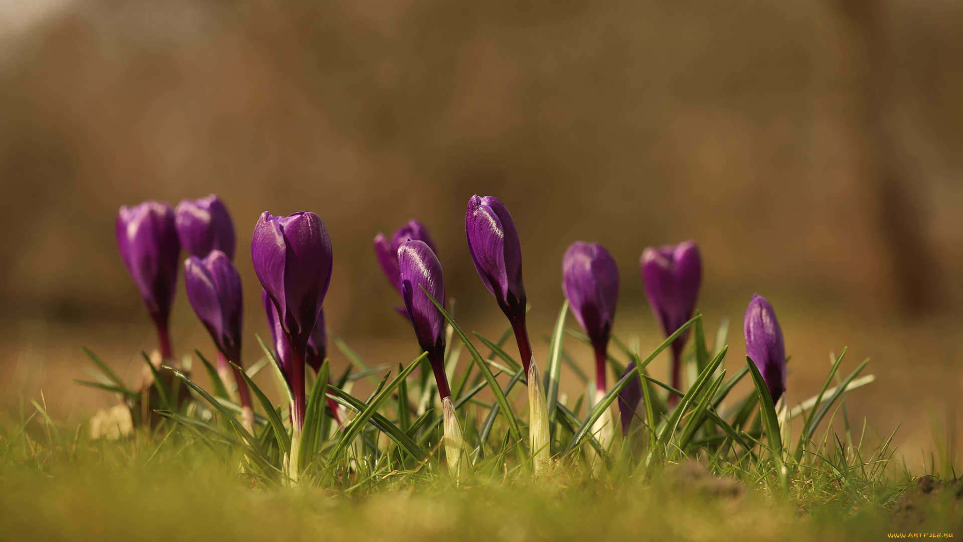цветы, крокусы, первоцветы, весна, лиловые