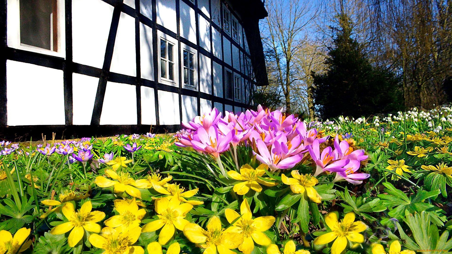 цветы, разные, вместе, клумба, весна