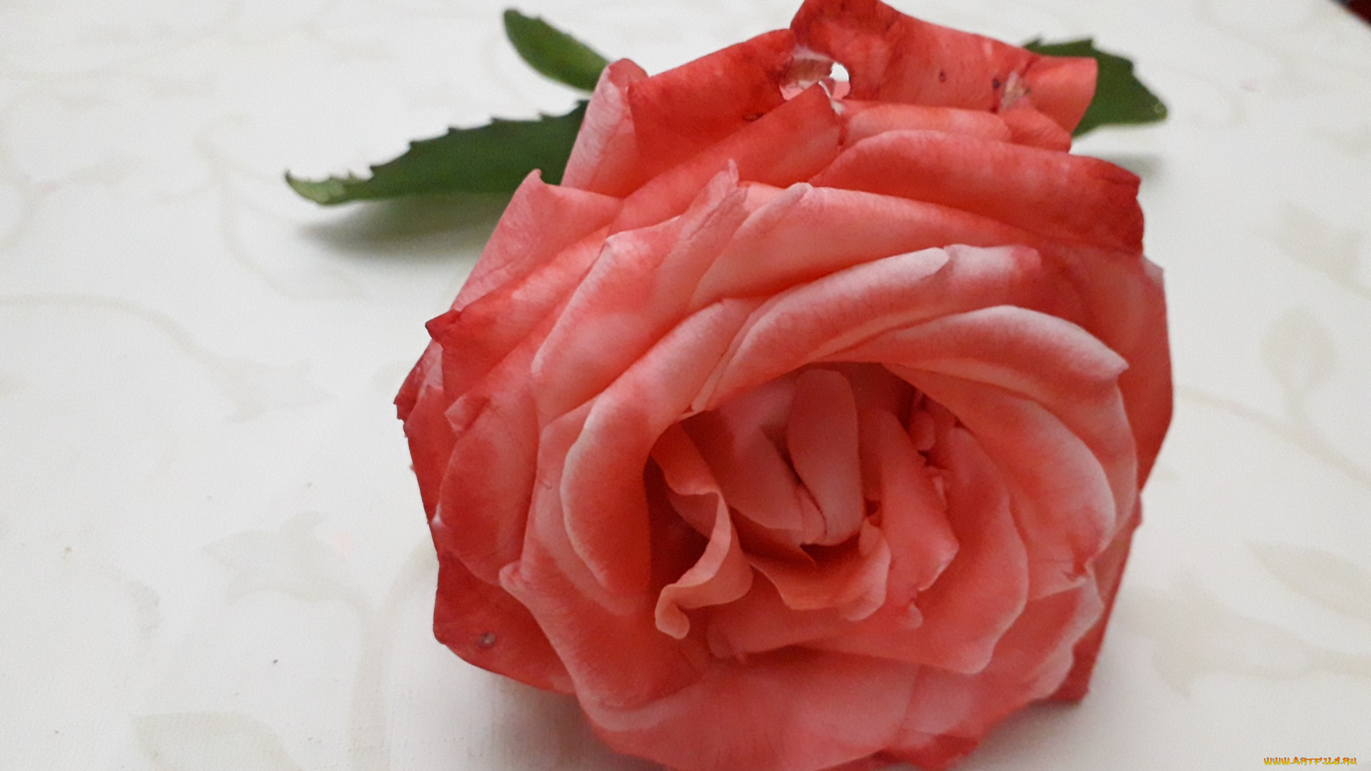 цветы, розы, персиковая, роза, одинокая