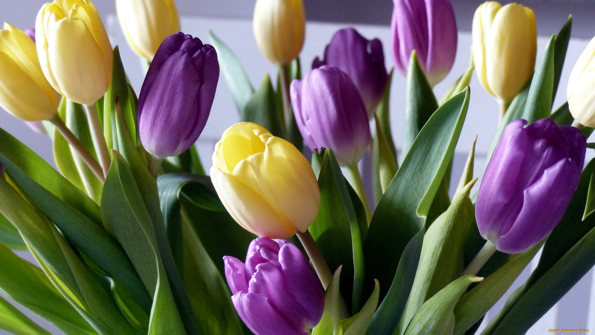 цветы, тюльпаны, разноцветные, бутоны