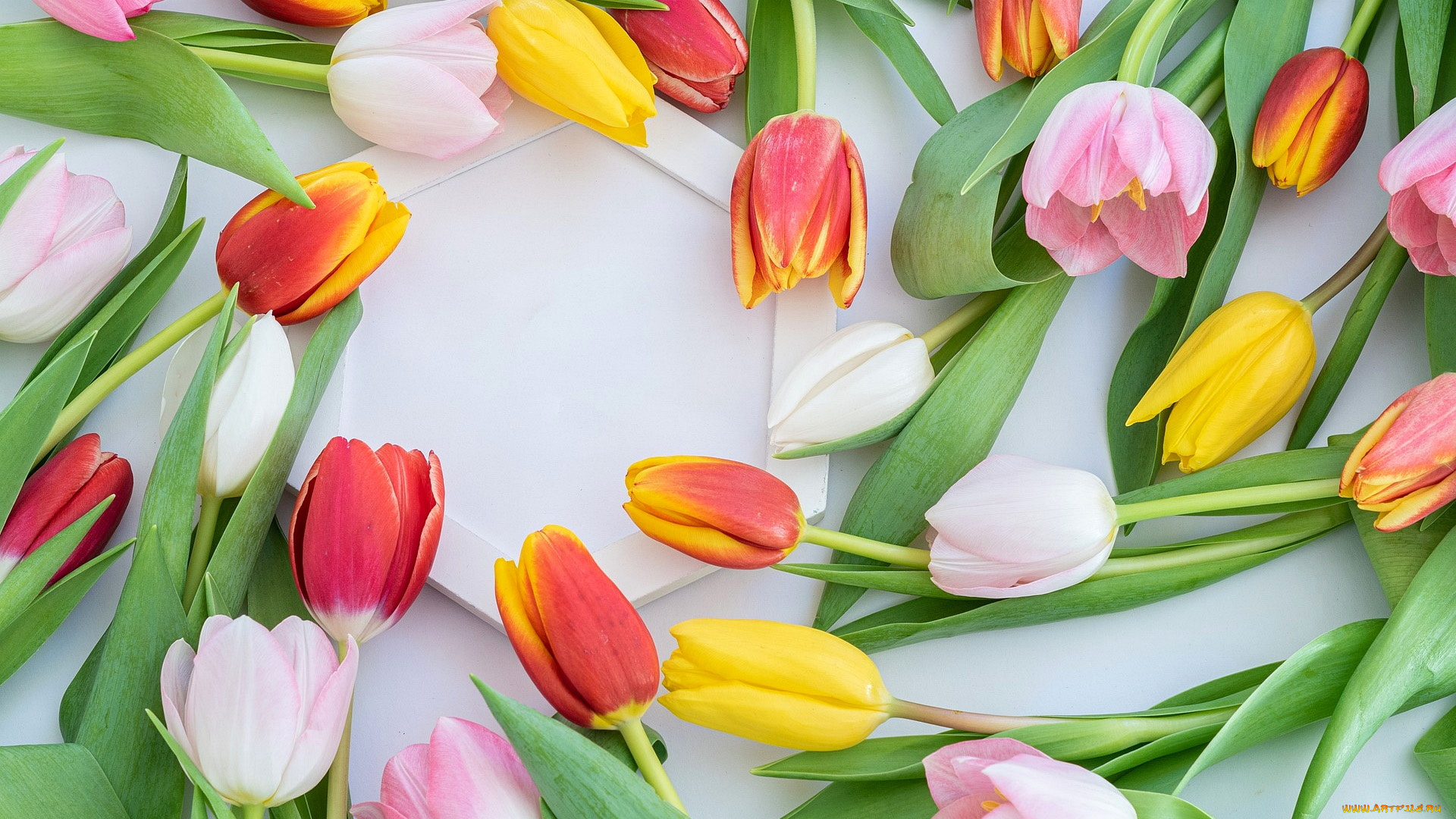 цветы, тюльпаны, разноцветные, бутоны