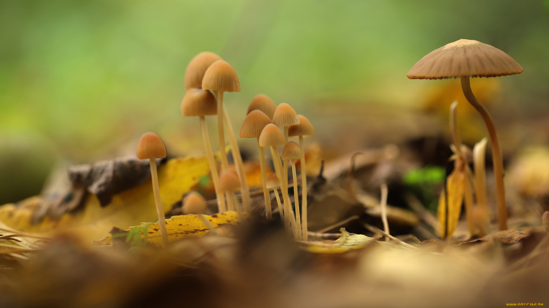 природа, грибы, грибная, семейка