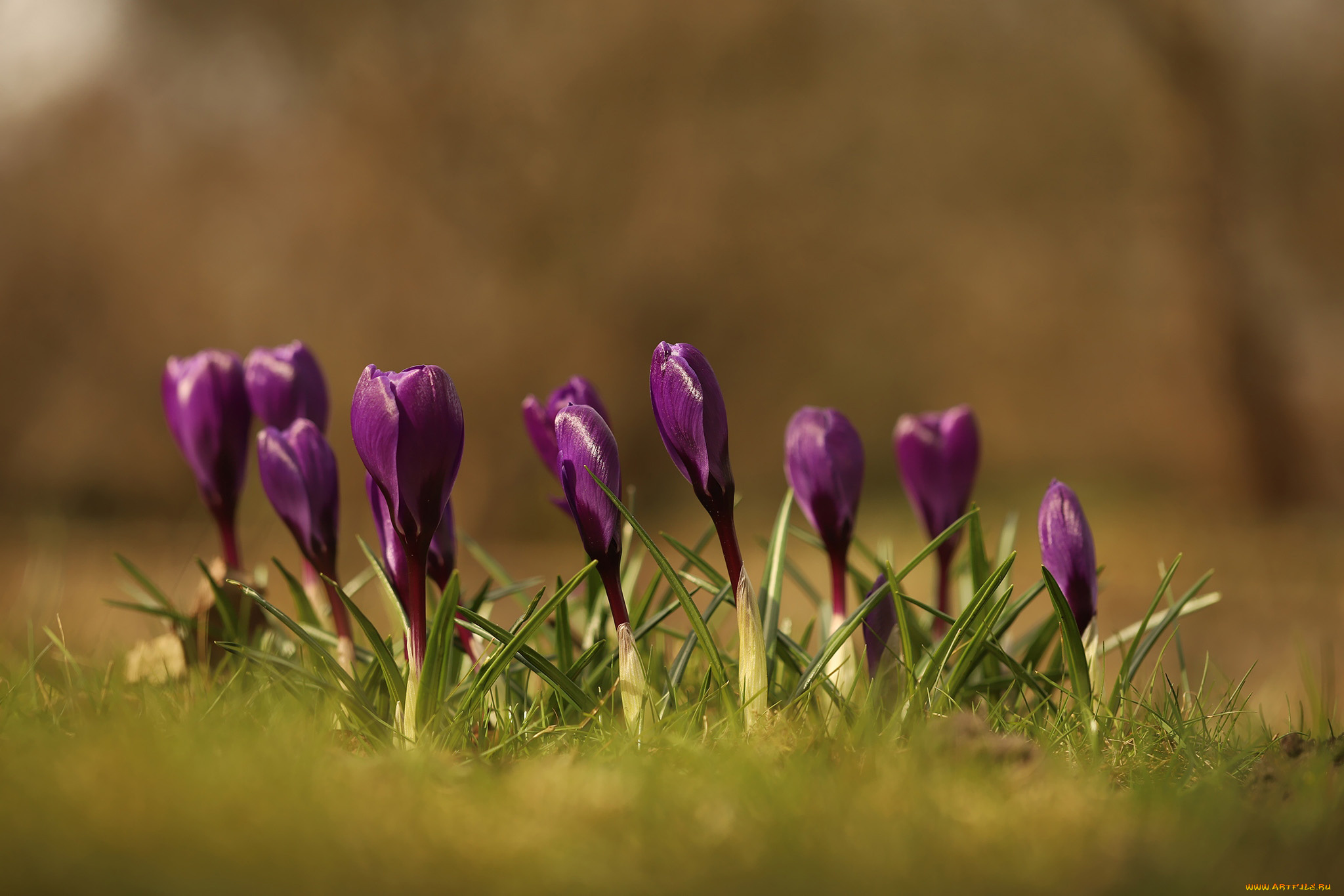 цветы, крокусы, первоцветы, весна, лиловые