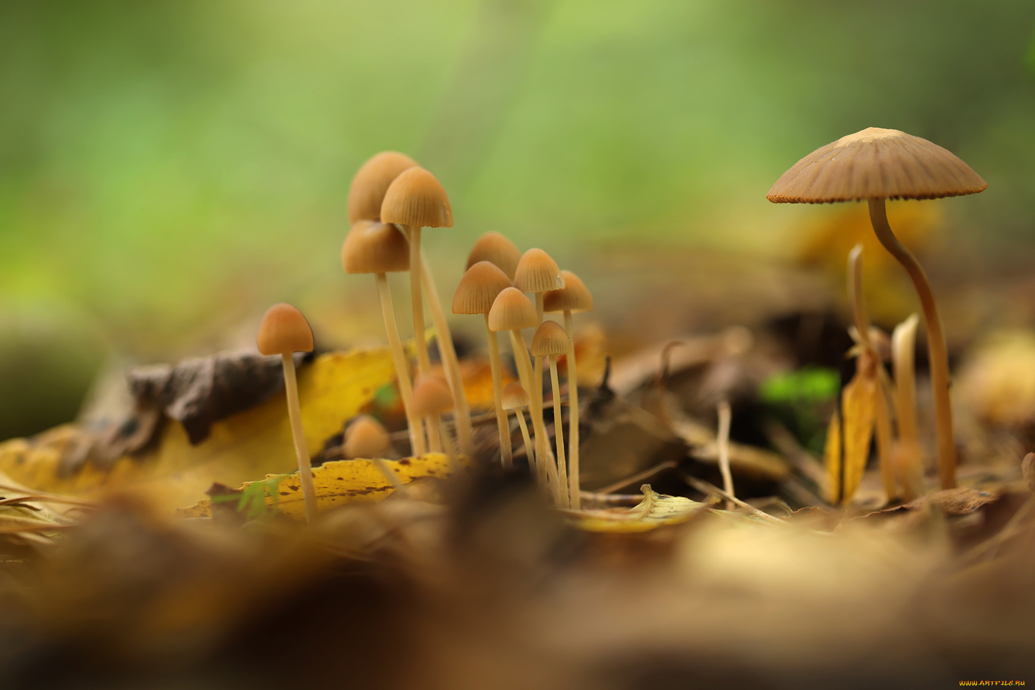 природа, грибы, грибная, семейка
