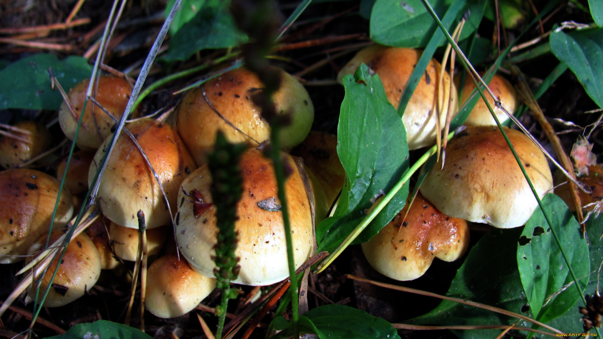 природа, грибы, грибная, семейка