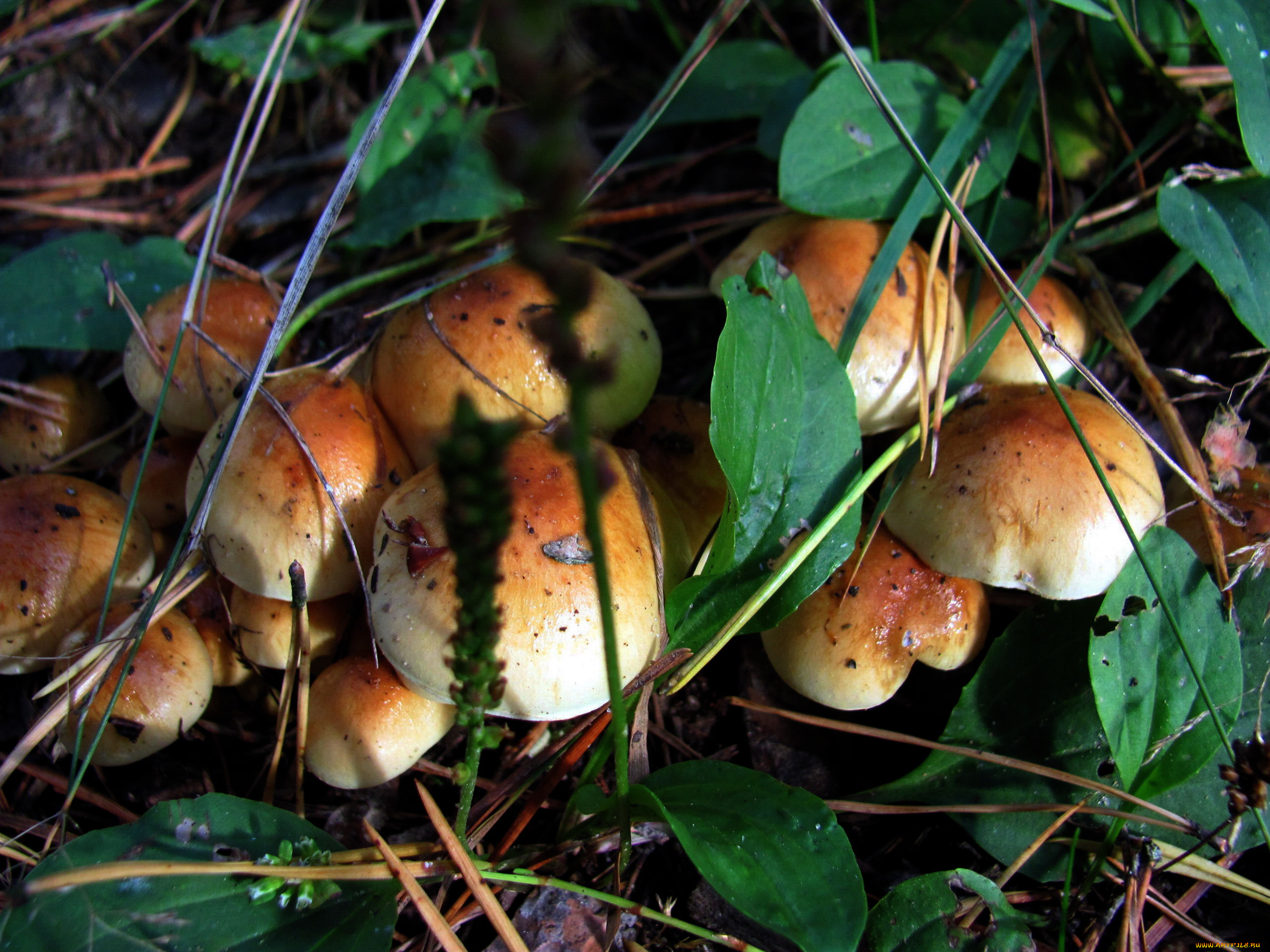 природа, грибы, грибная, семейка