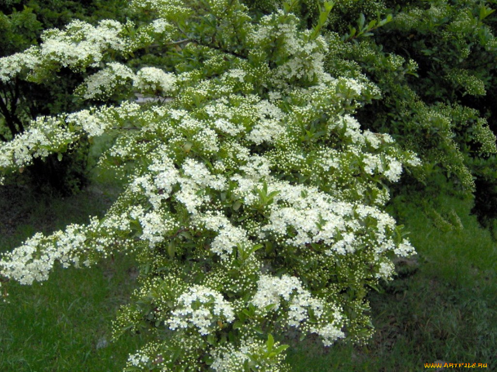 цветы, цветущие, деревья, кустарники