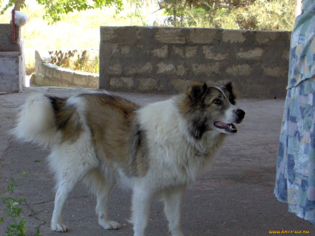 мне, животные, собаки