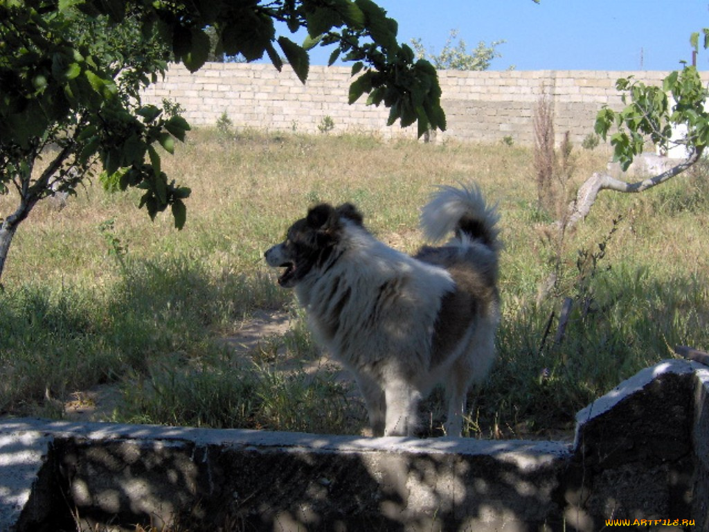 животные, собаки