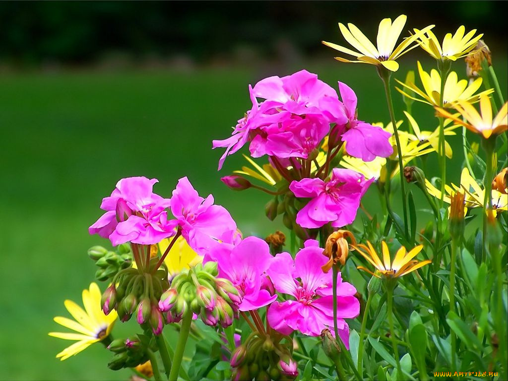 цветы, разные, вместе