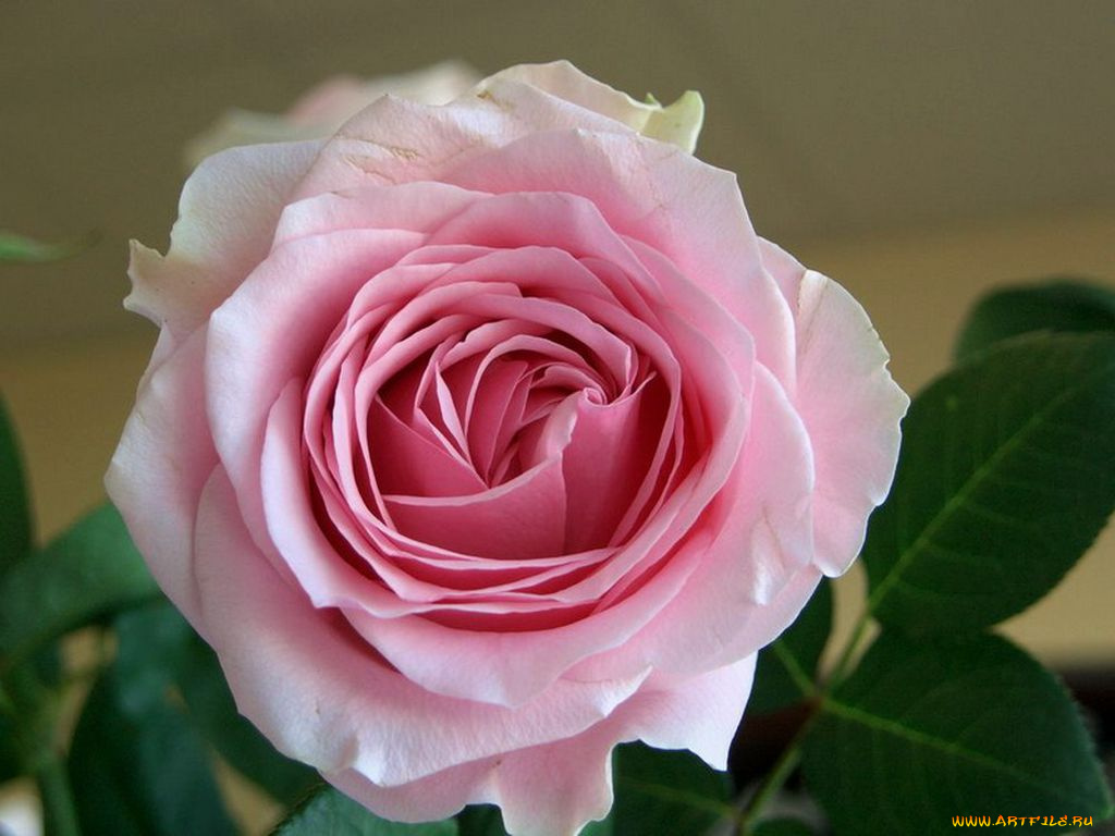 цветы, розы