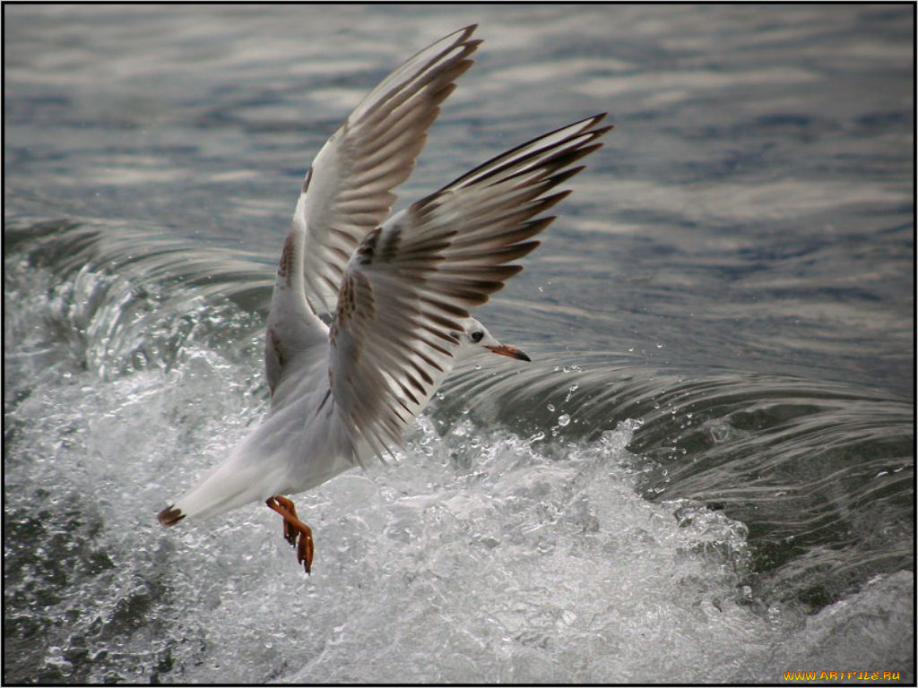 животные, Чайки, бакланы, крачки