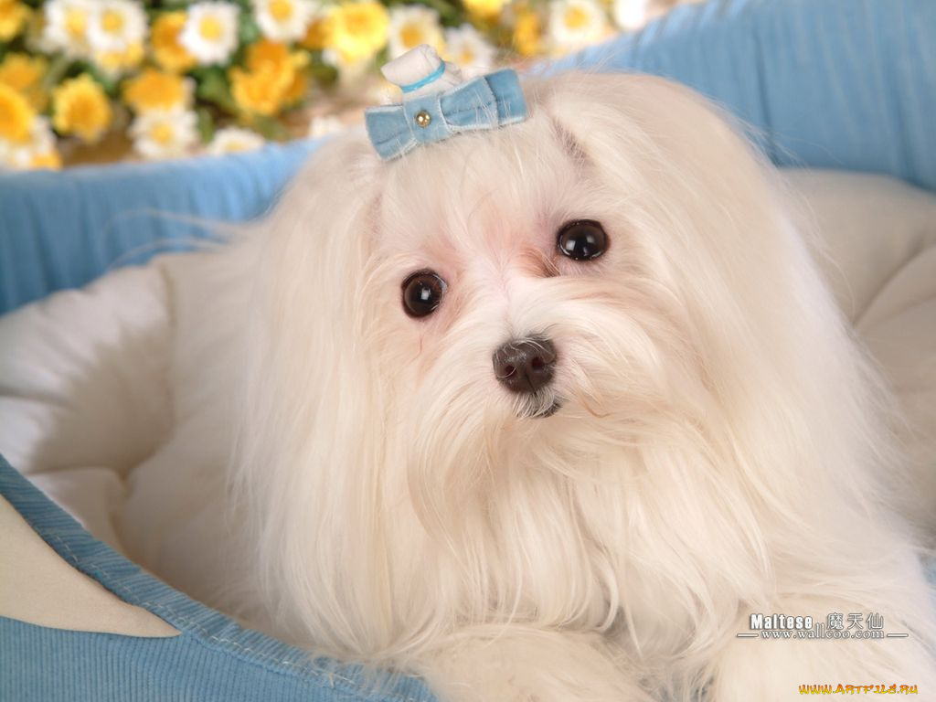 животные, собаки