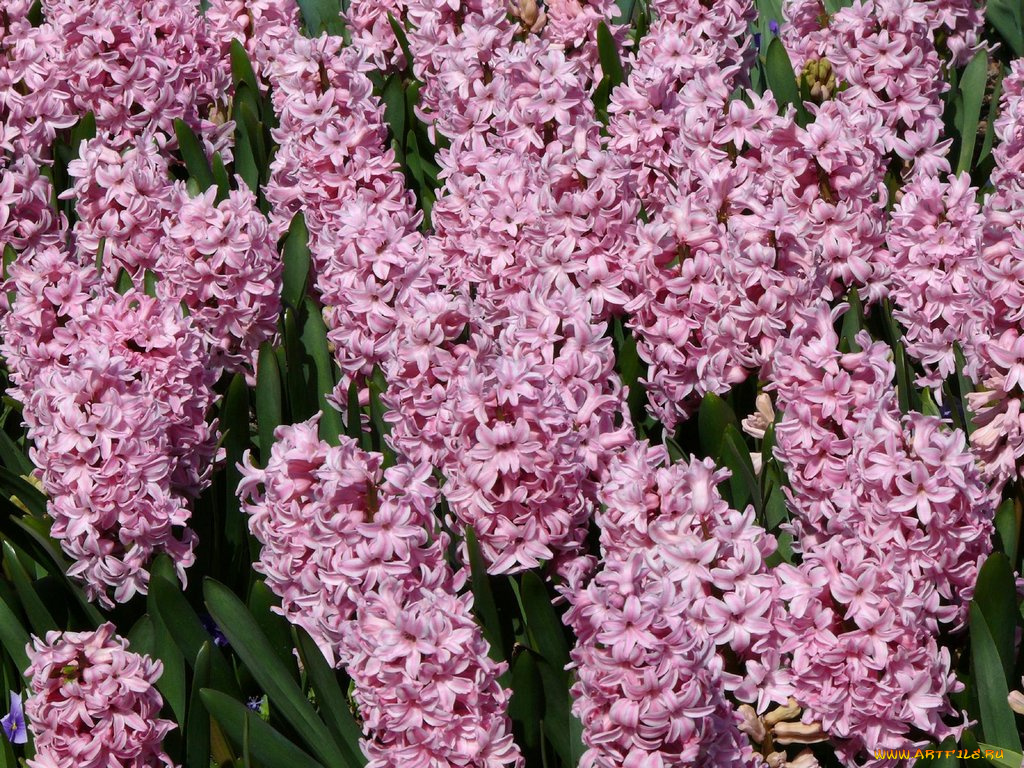 цветы, гиацинты