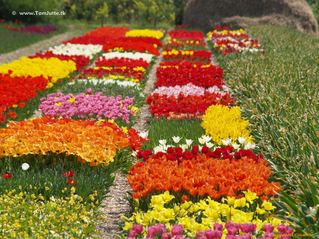 цветы, тюльпаны