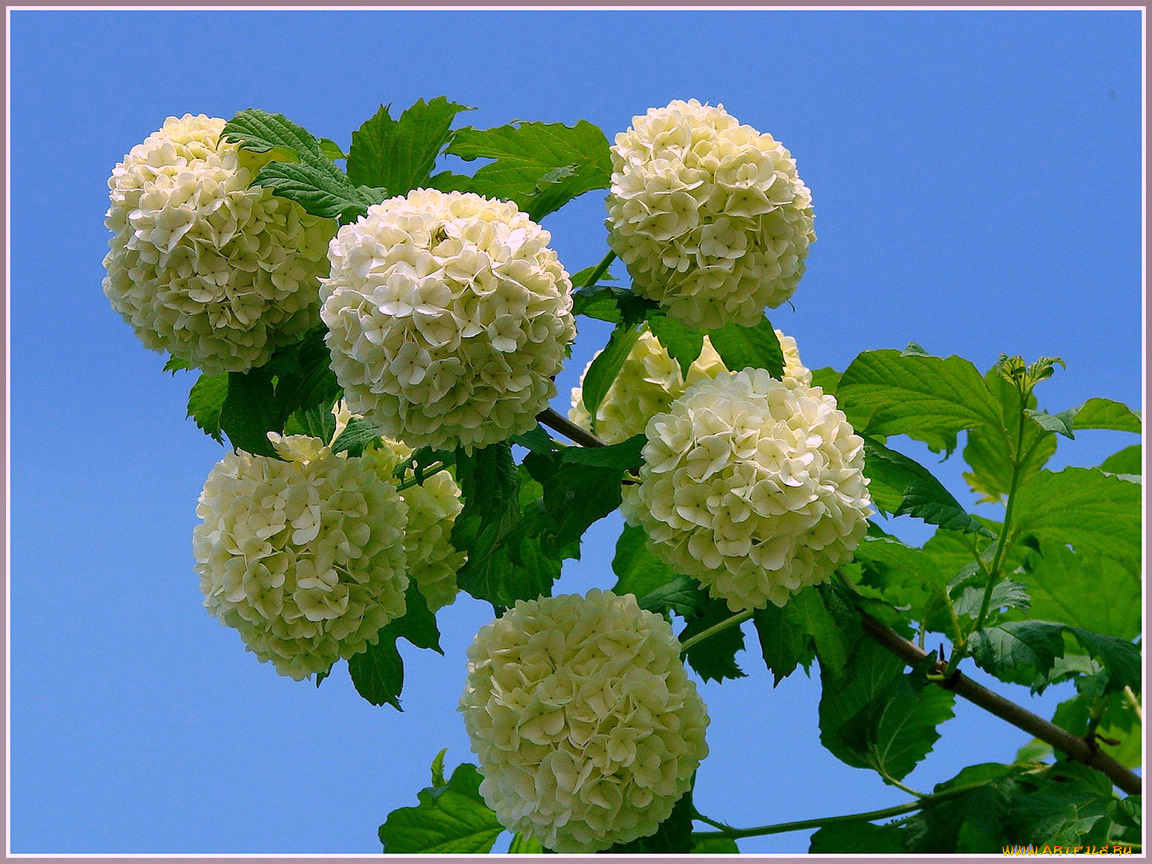 цветы, гортензия