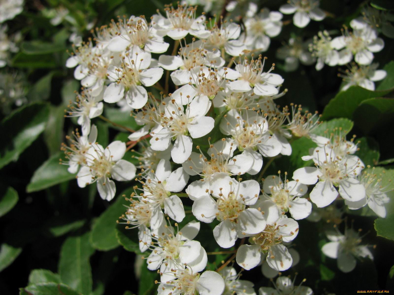 цветы, цветущие, деревья, кустарники