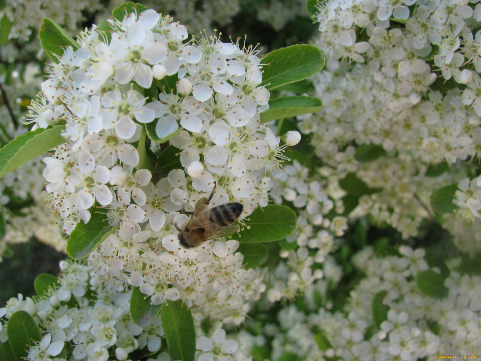 цветы, цветущие, деревья, кустарники