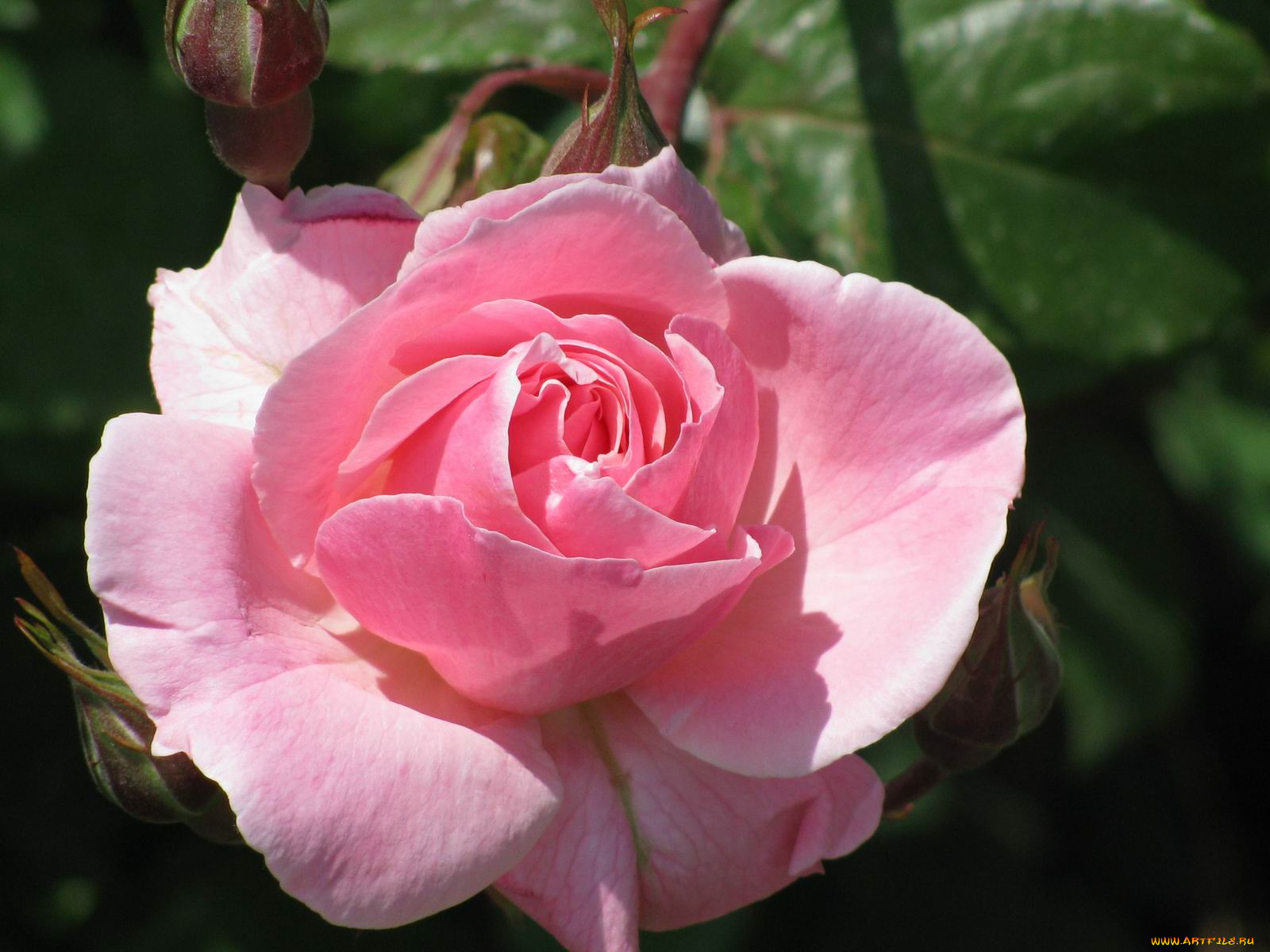 цветы, розы